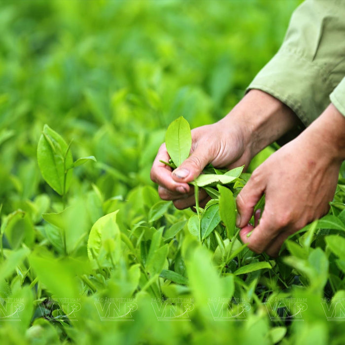 Thanh Sơn: Where Tea Leaves Become Elixir