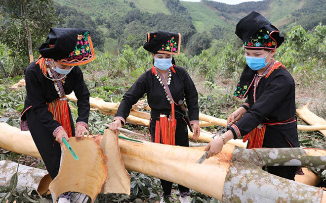 Yên Bái: The Heart of Vietnam's Cinnamon Trade