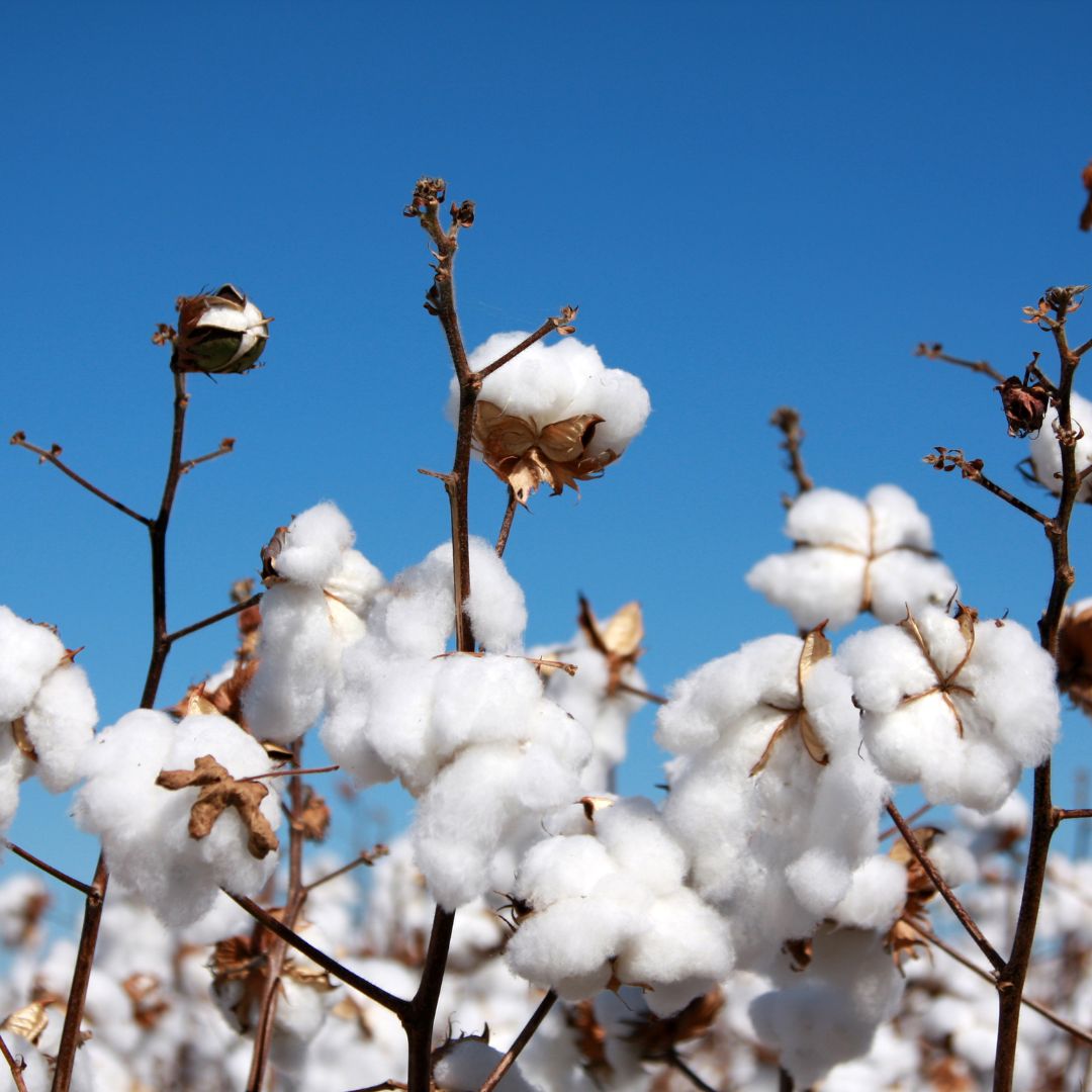 How to wash and care for cotton