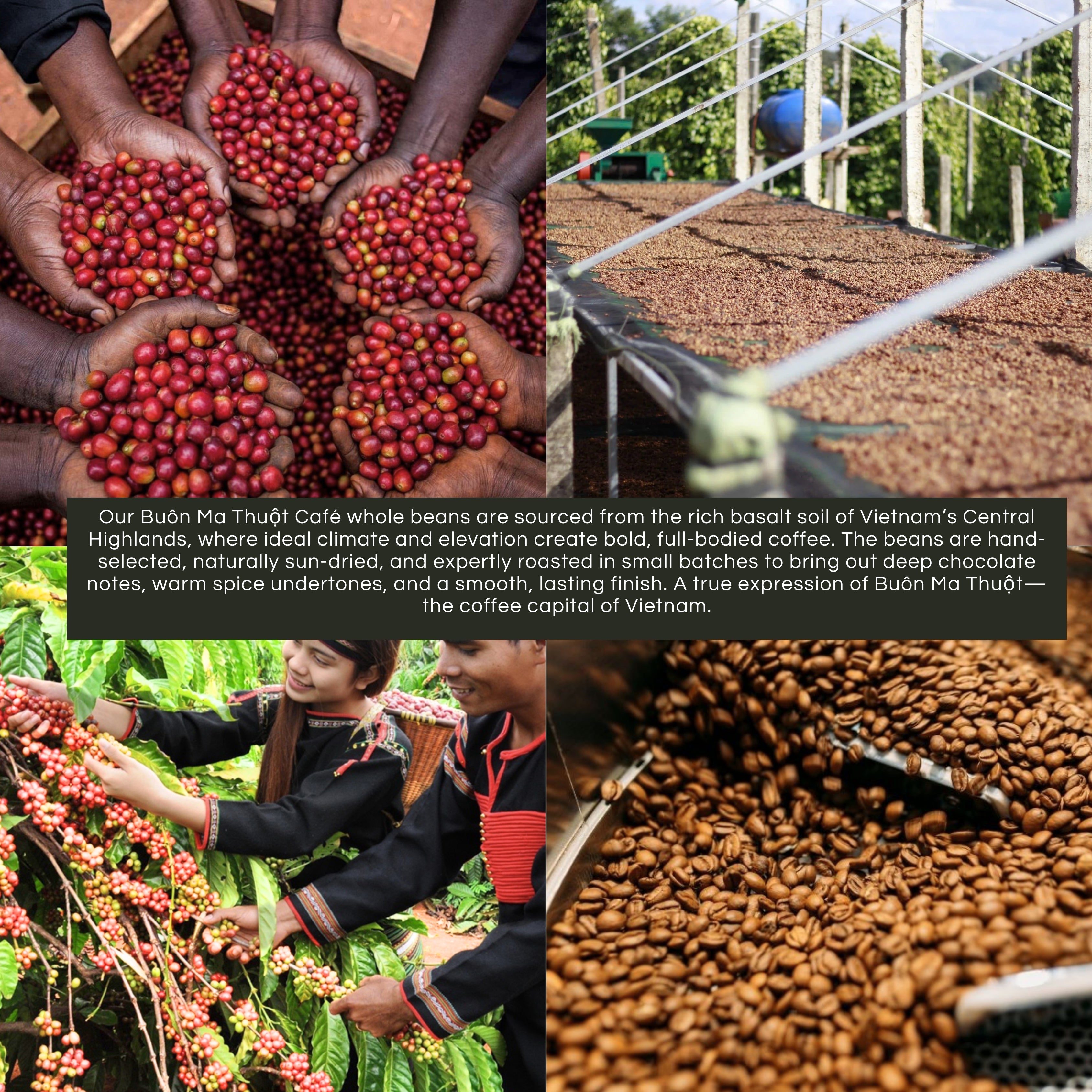 Vietnamese Coffee Sampler Box | 100% Premium Arabica Whole bean Sample