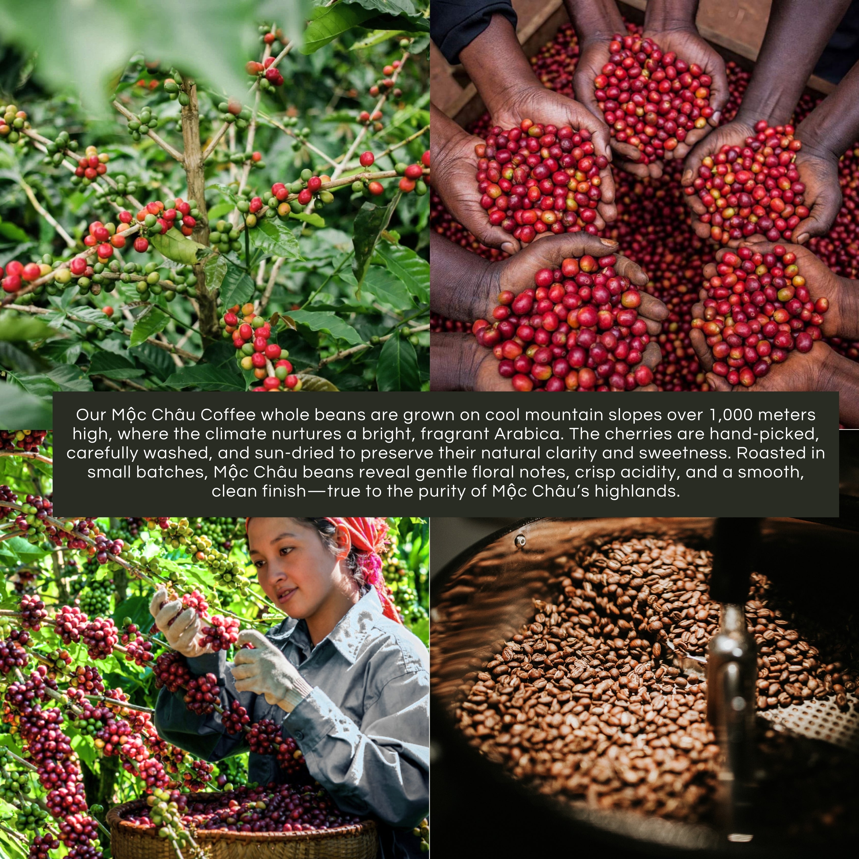 Vietnamese Coffee Sampler Box | 100% Premium Arabica Whole bean Sample