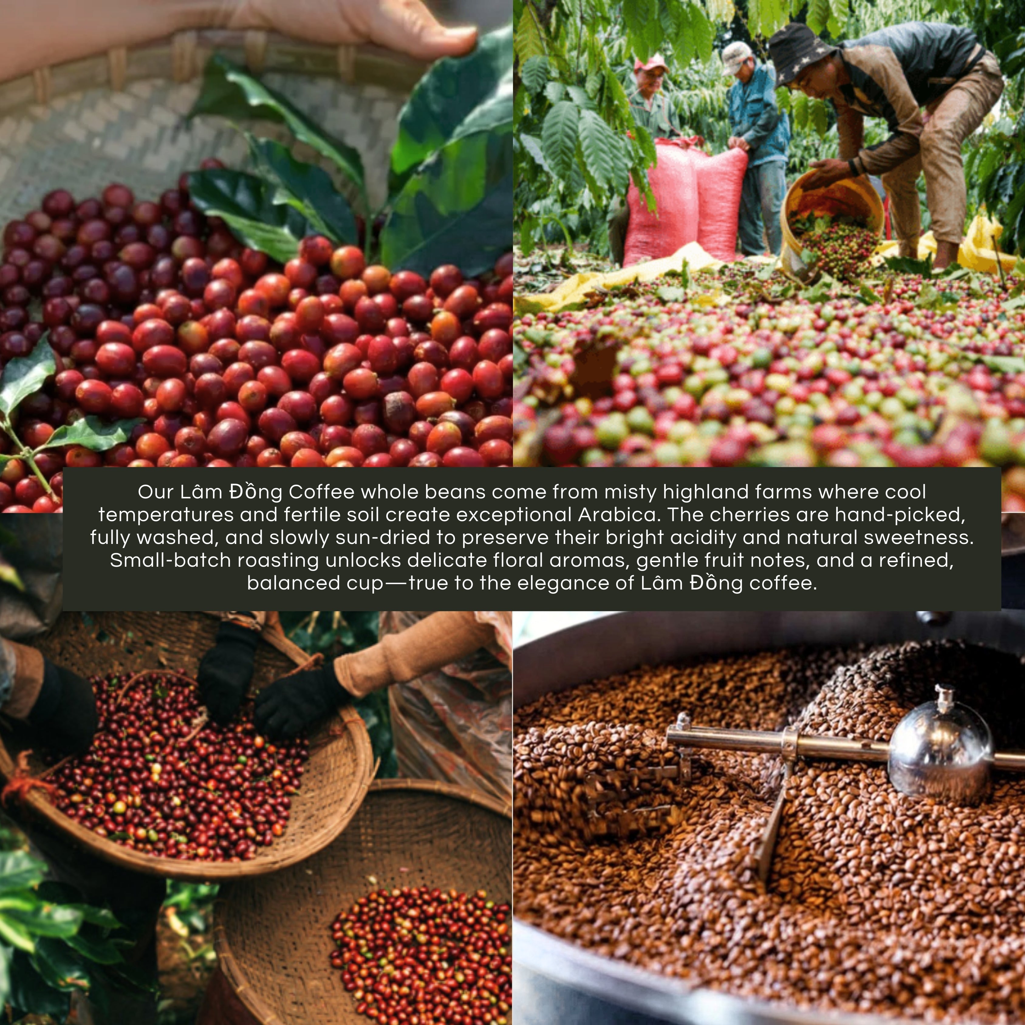 Vietnamese Coffee Sampler Box | 100% Premium Arabica Whole bean Sample