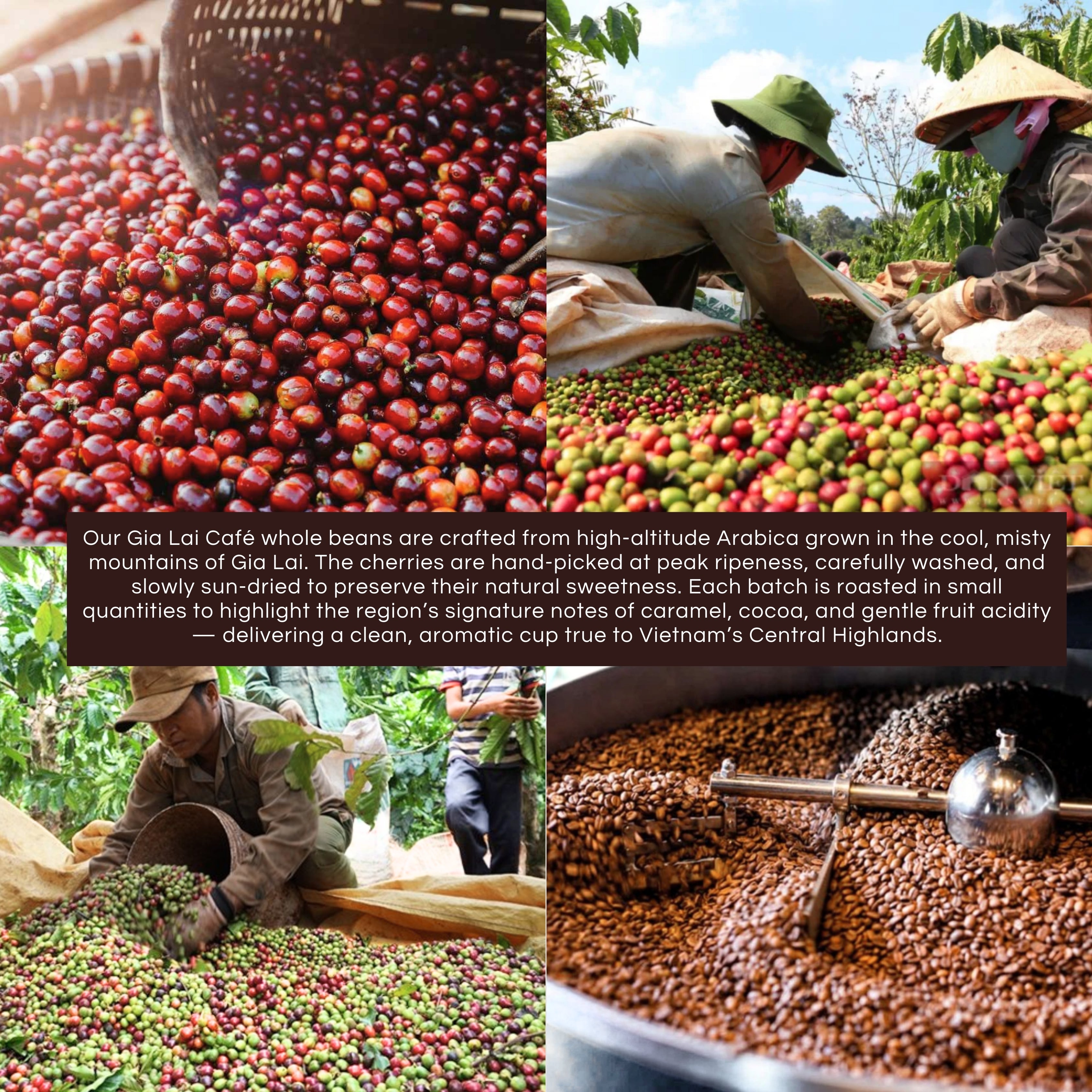 Vietnamese Coffee Sampler Box | 100% Premium Arabica Whole bean Sample