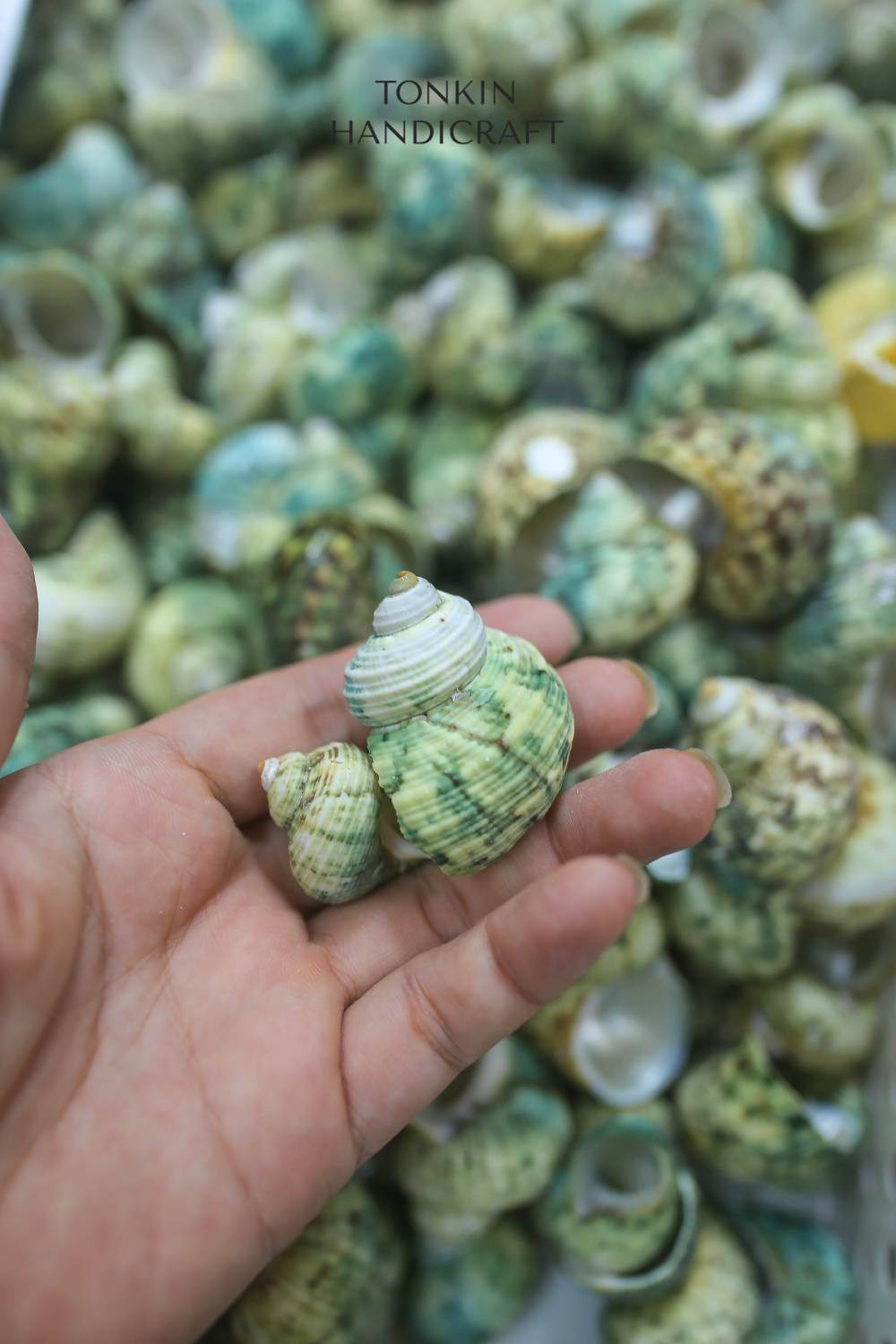 Bulk Green Turbo Shell Craft