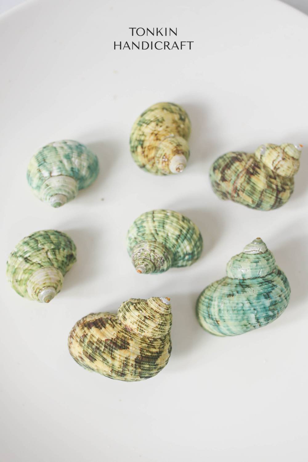 Bulk Green Turbo Shell Craft