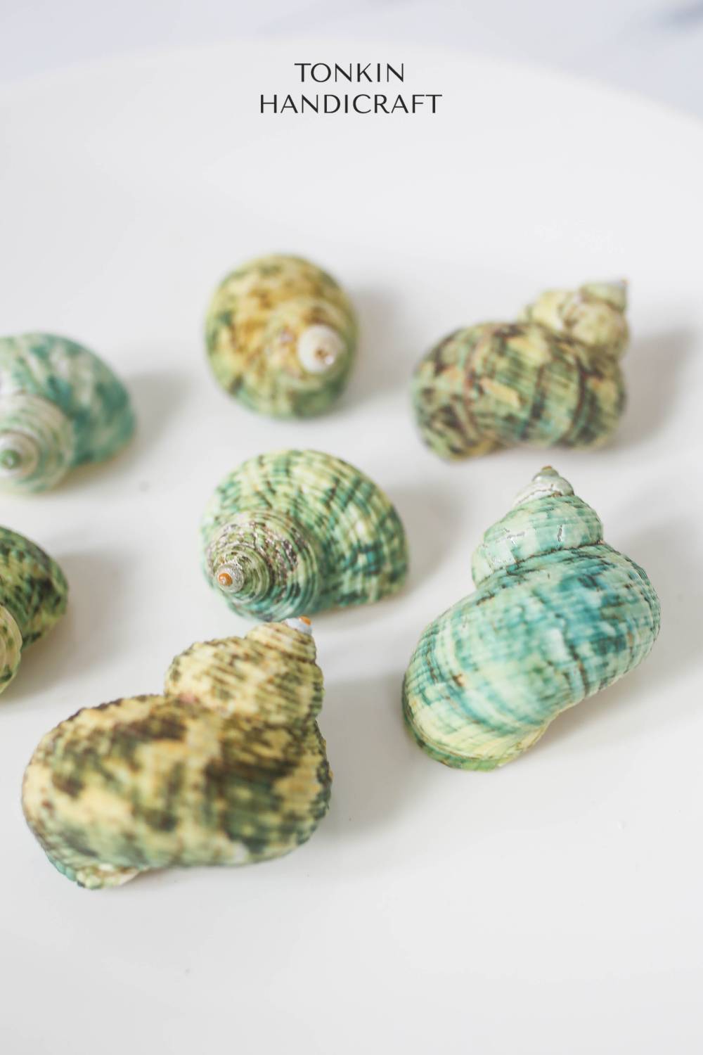 Bulk Green Turbo Shell Craft