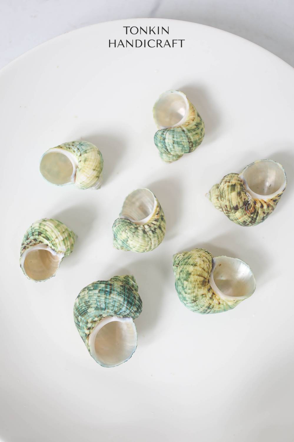 Bulk Green Turbo Shell Craft