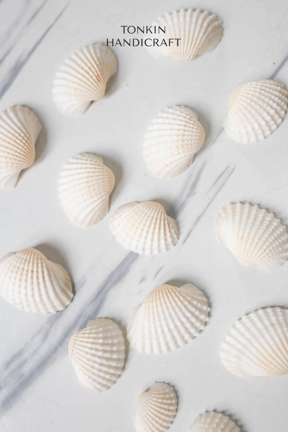 Bulk Ark Shell Craft