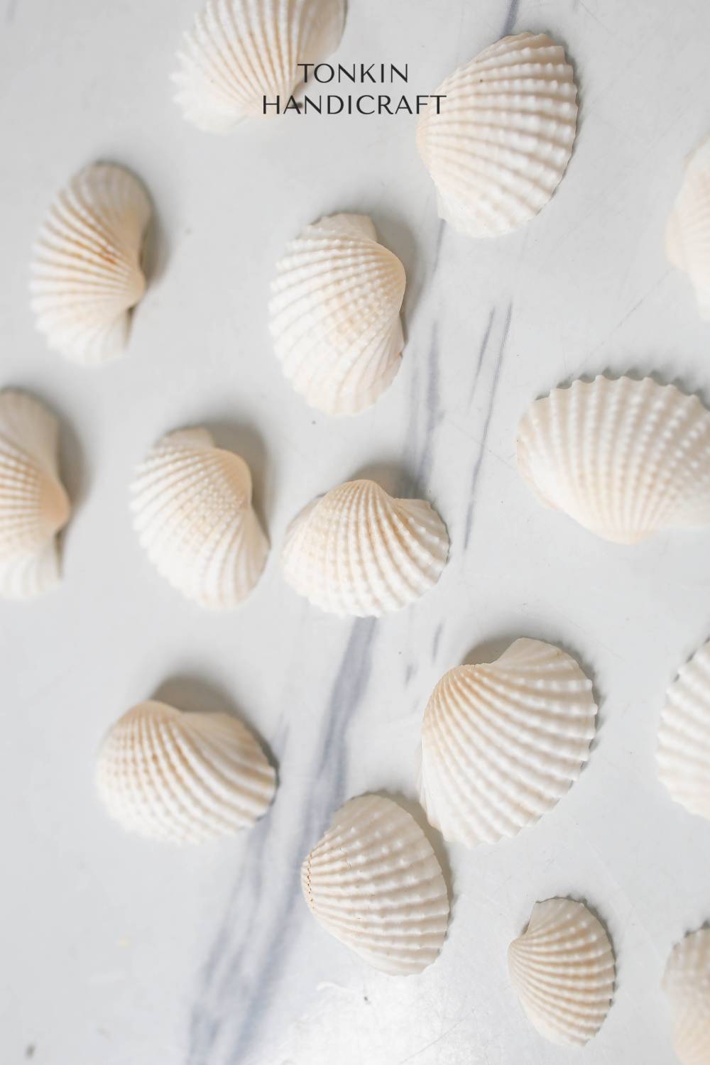 Bulk Ark Shell Craft