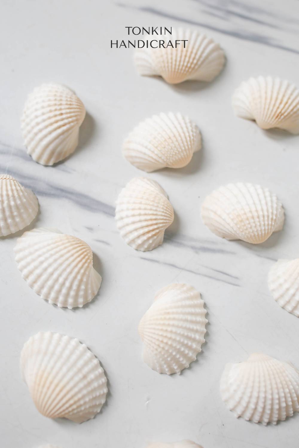 Bulk Ark Shell Craft