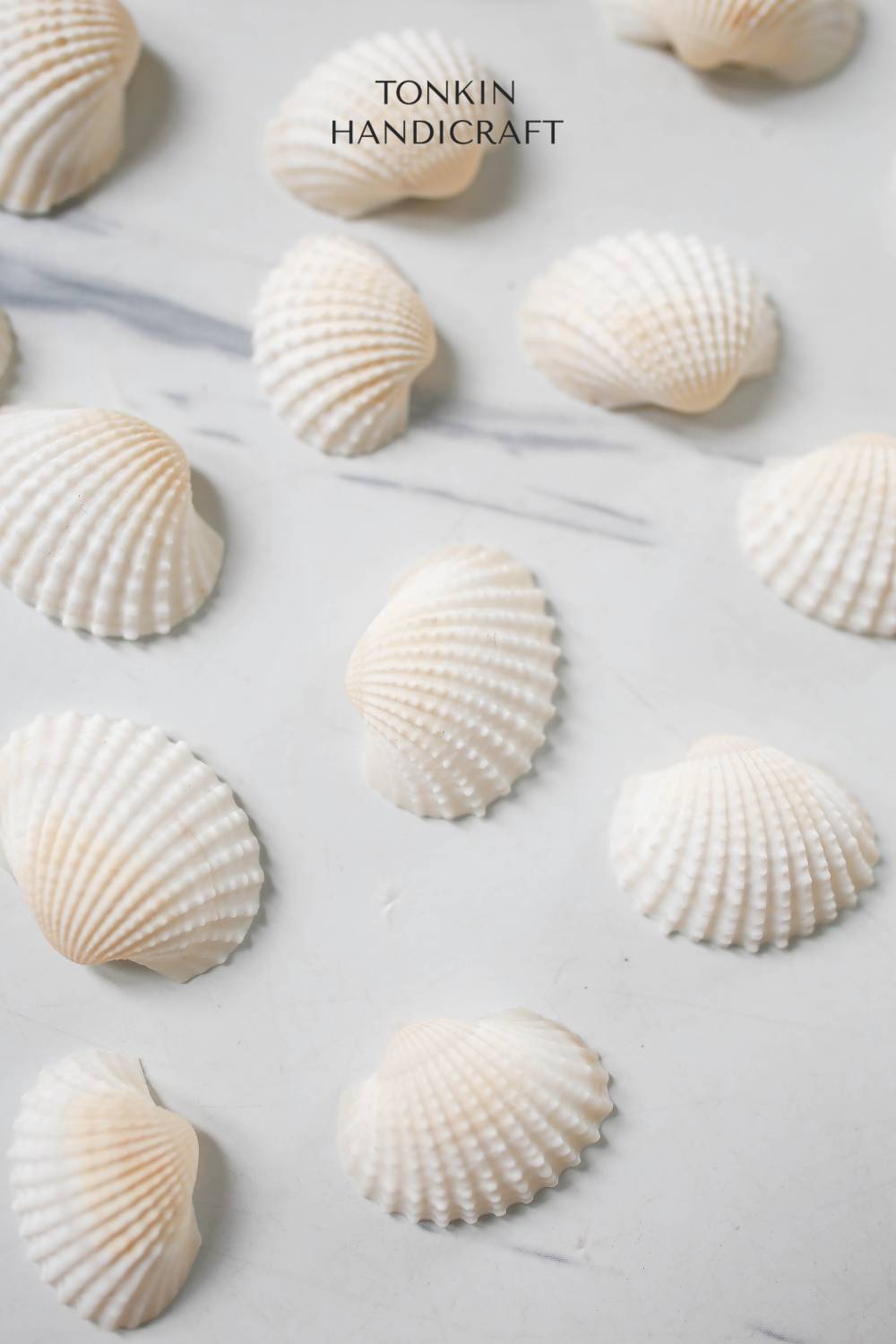 Bulk Ark Shell Craft