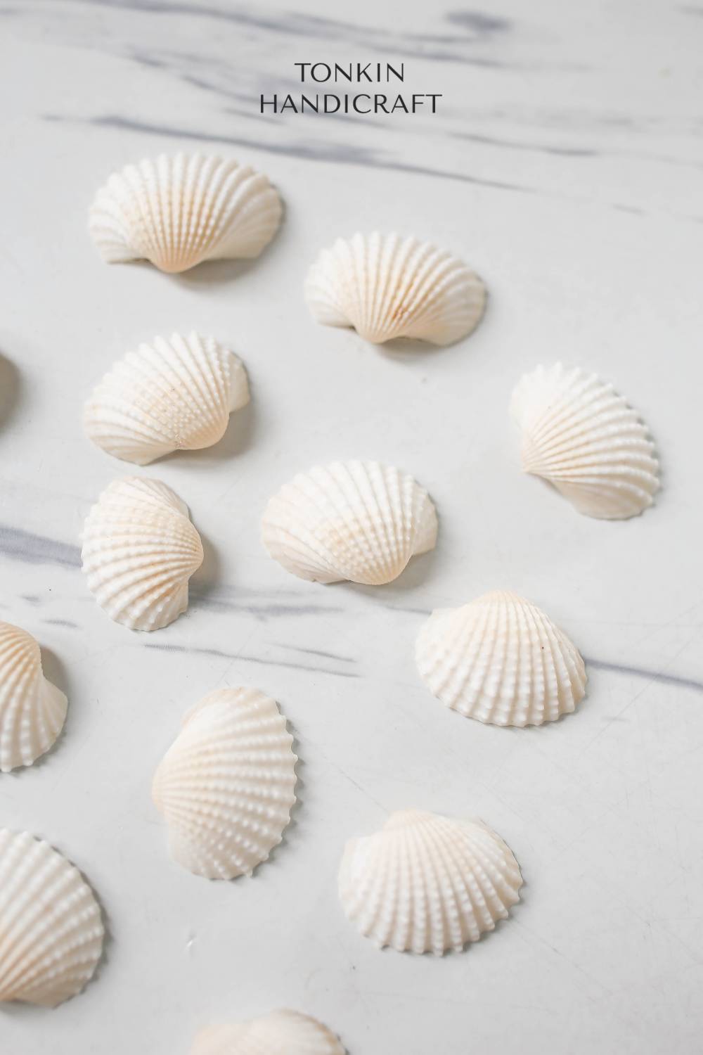 Bulk Ark Shell Craft