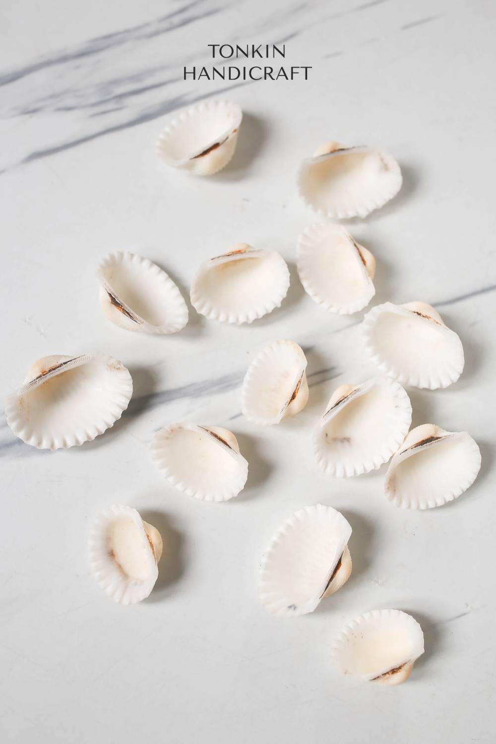 Bulk Ark Shell Craft