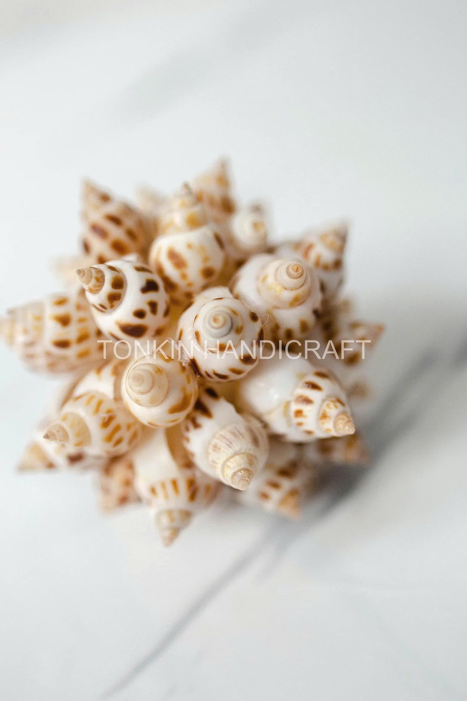 Floral Ark Shell Ball 4