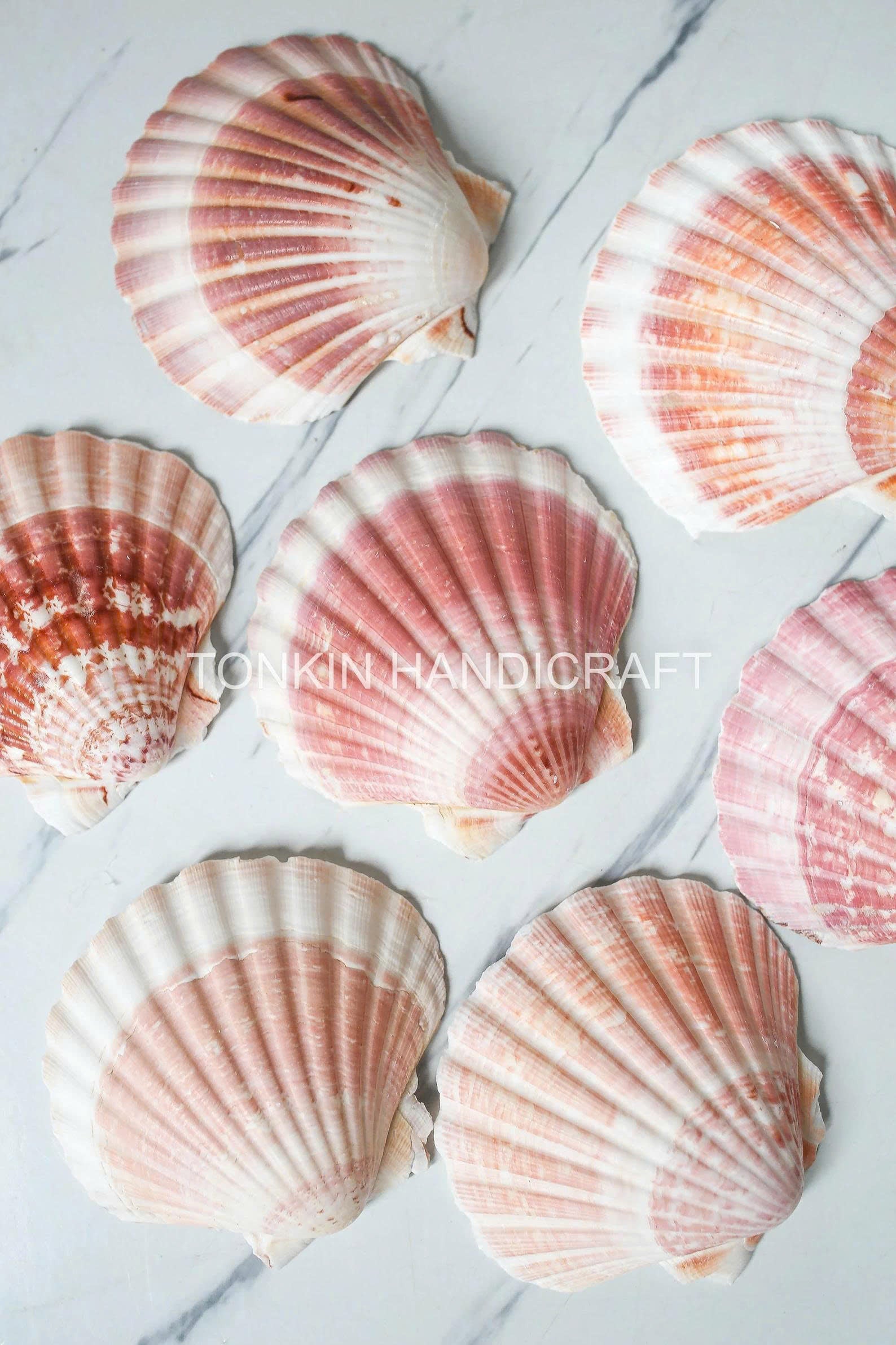 Bulk Large Reel Scallop Shell Craft