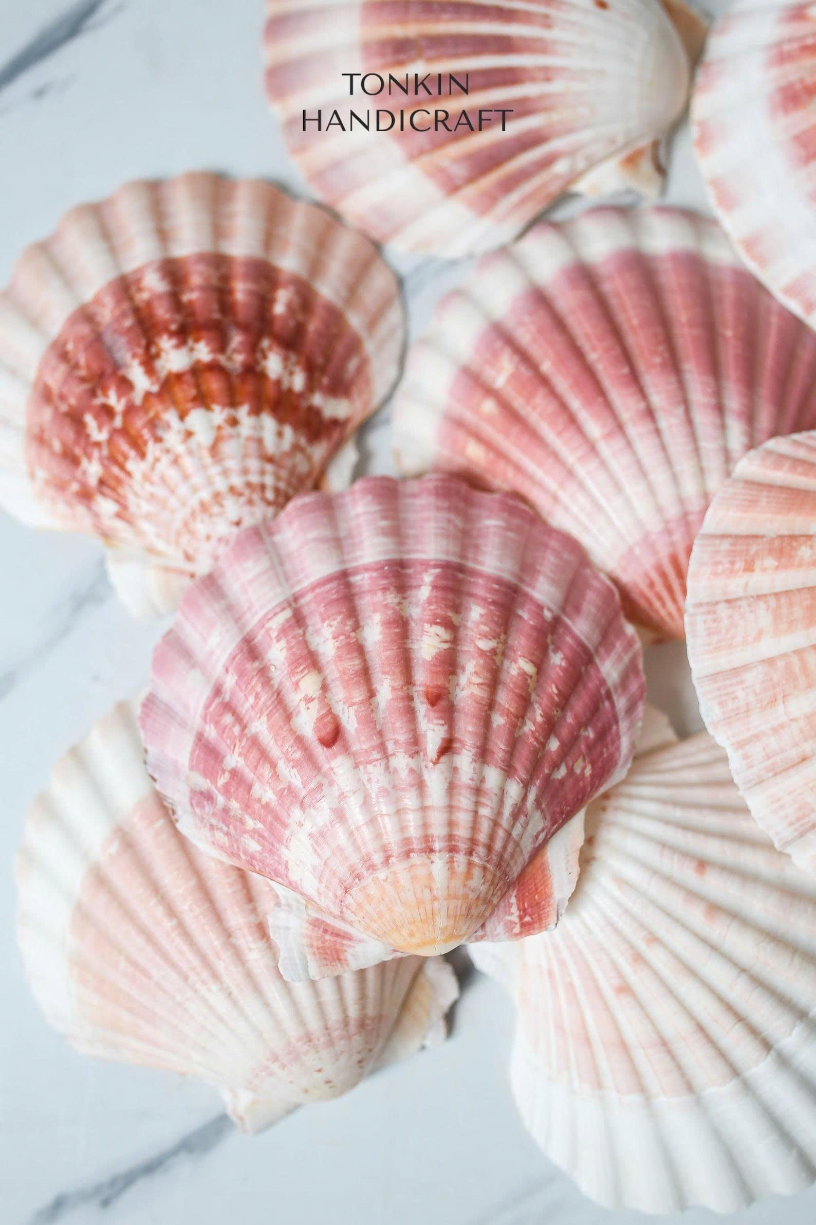 Bulk Large Reel Scallop Shell Craft