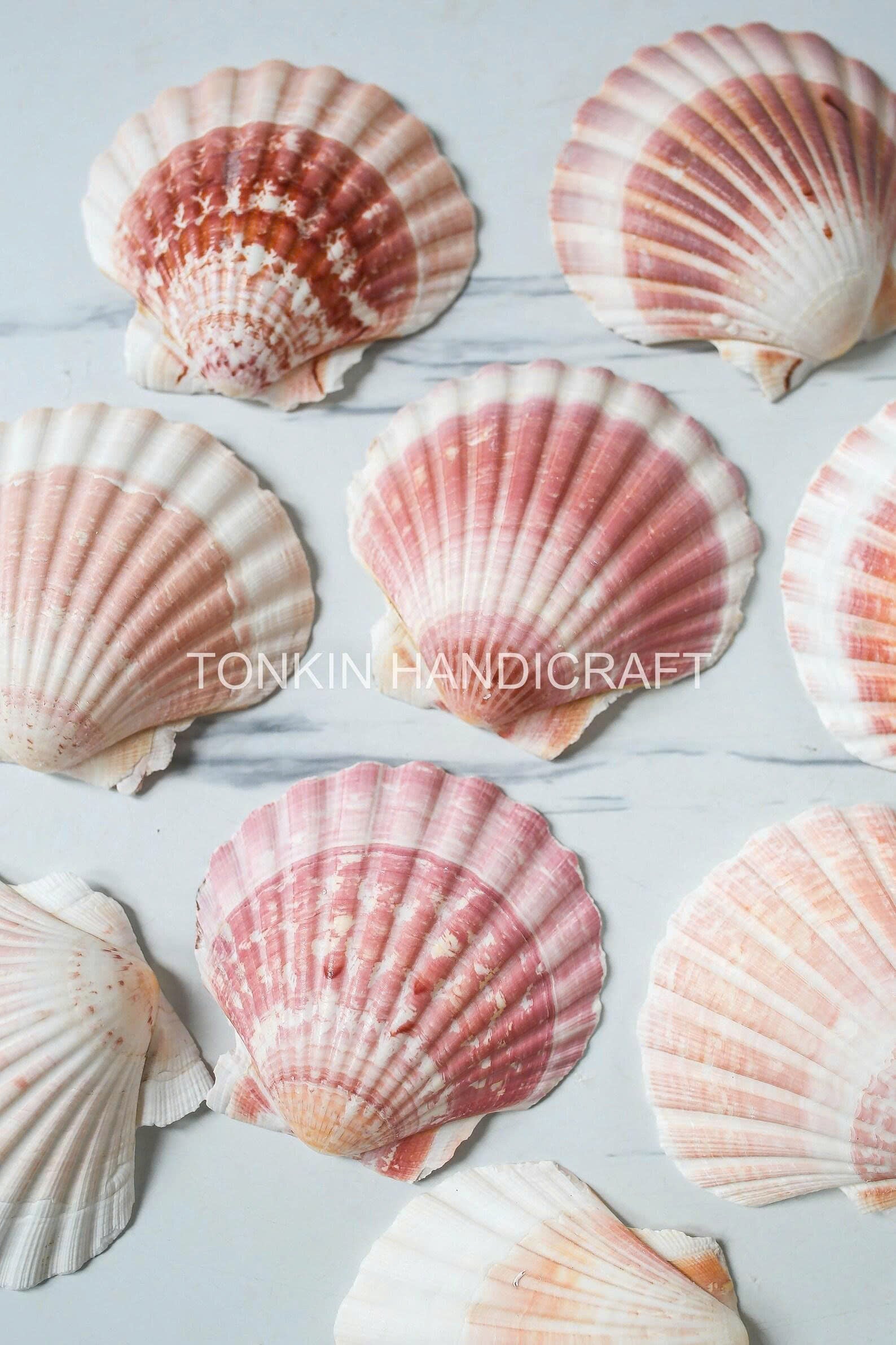 Bulk Large Reel Scallop Shell Craft