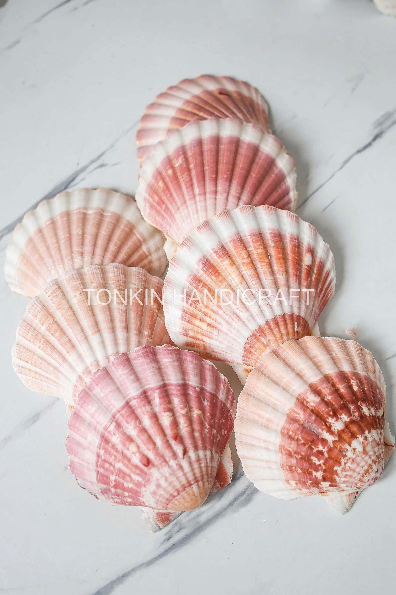 Bulk Large Reel Scallop Shell Craft