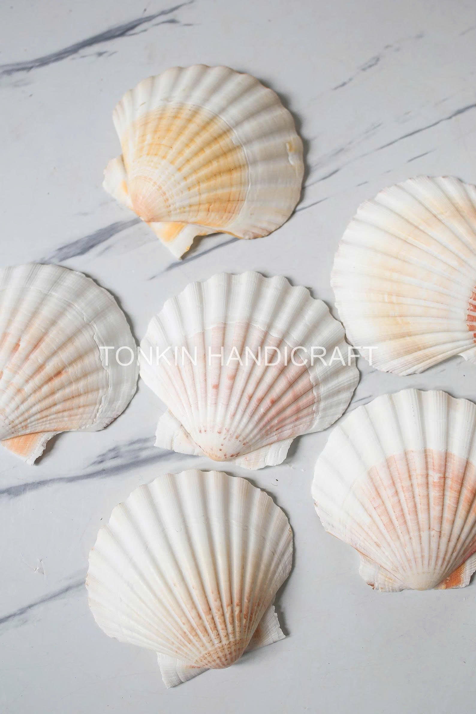 Bulk Large Reel Scallop Shell Craft