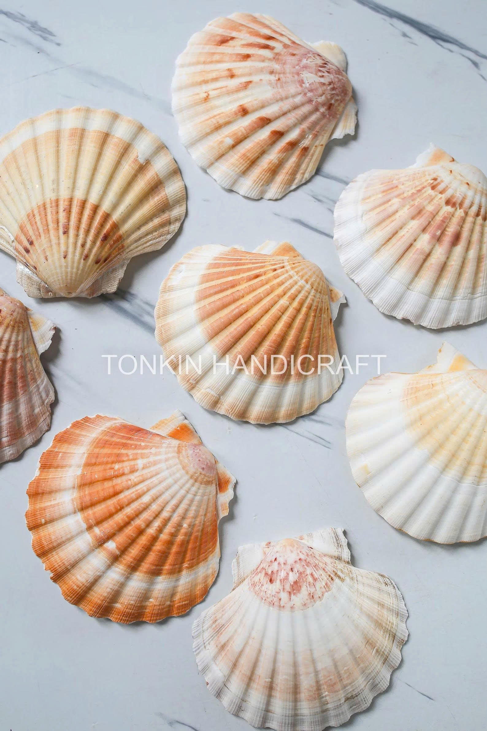 Bulk Large Reel Scallop Shell Craft