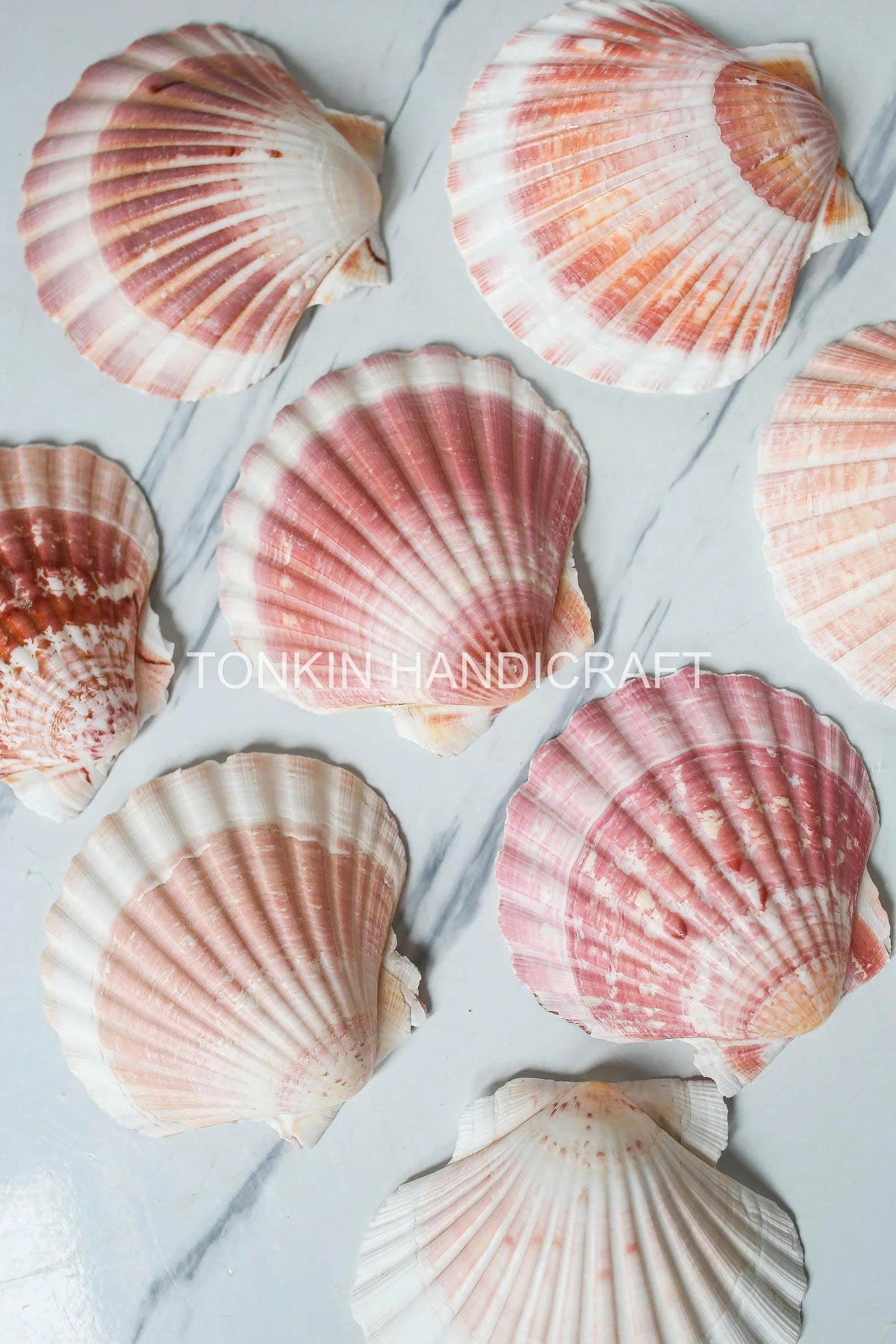 Bulk Large Reel Scallop Shell Craft