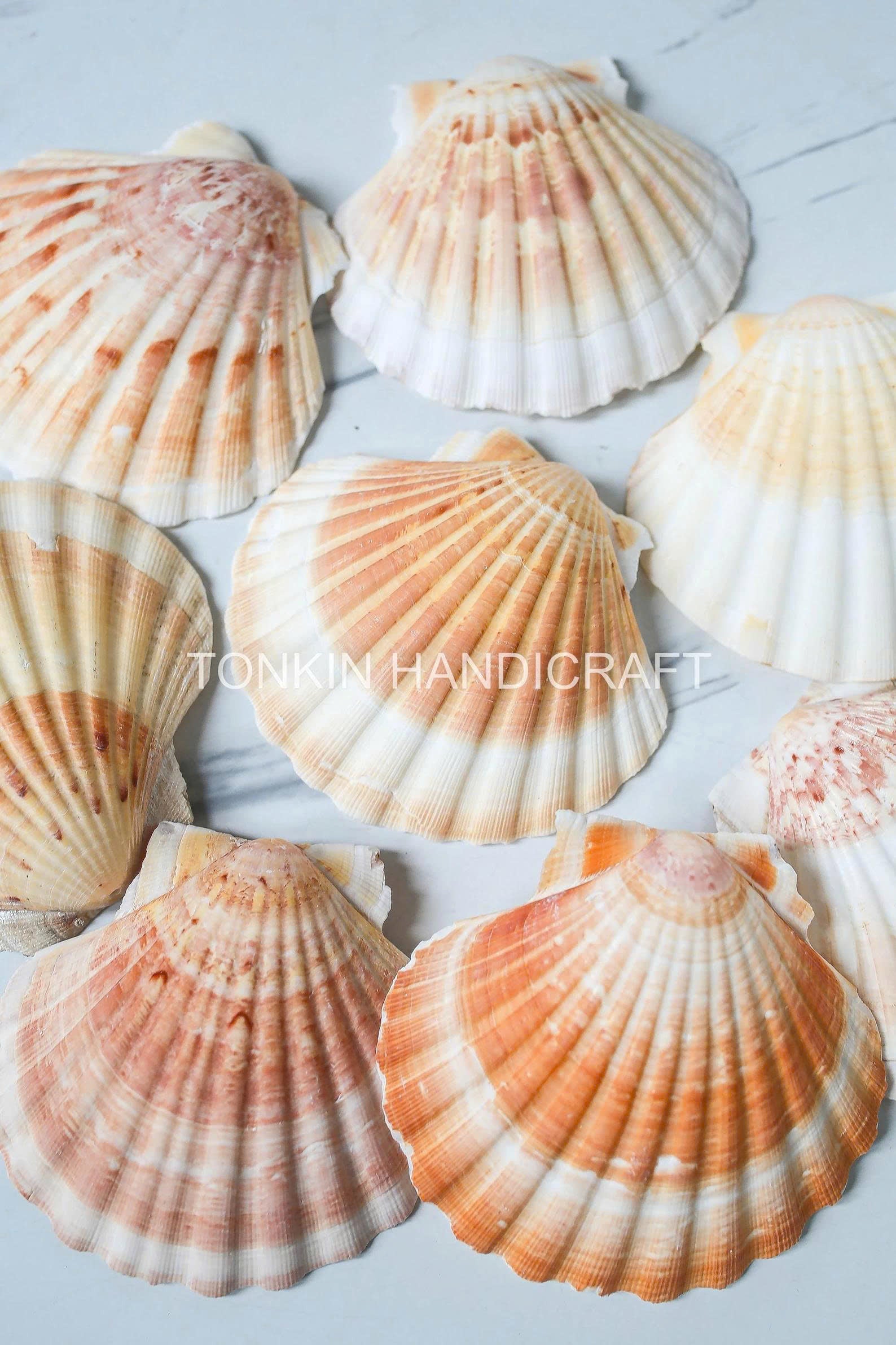 Bulk Large Reel Scallop Shell Craft