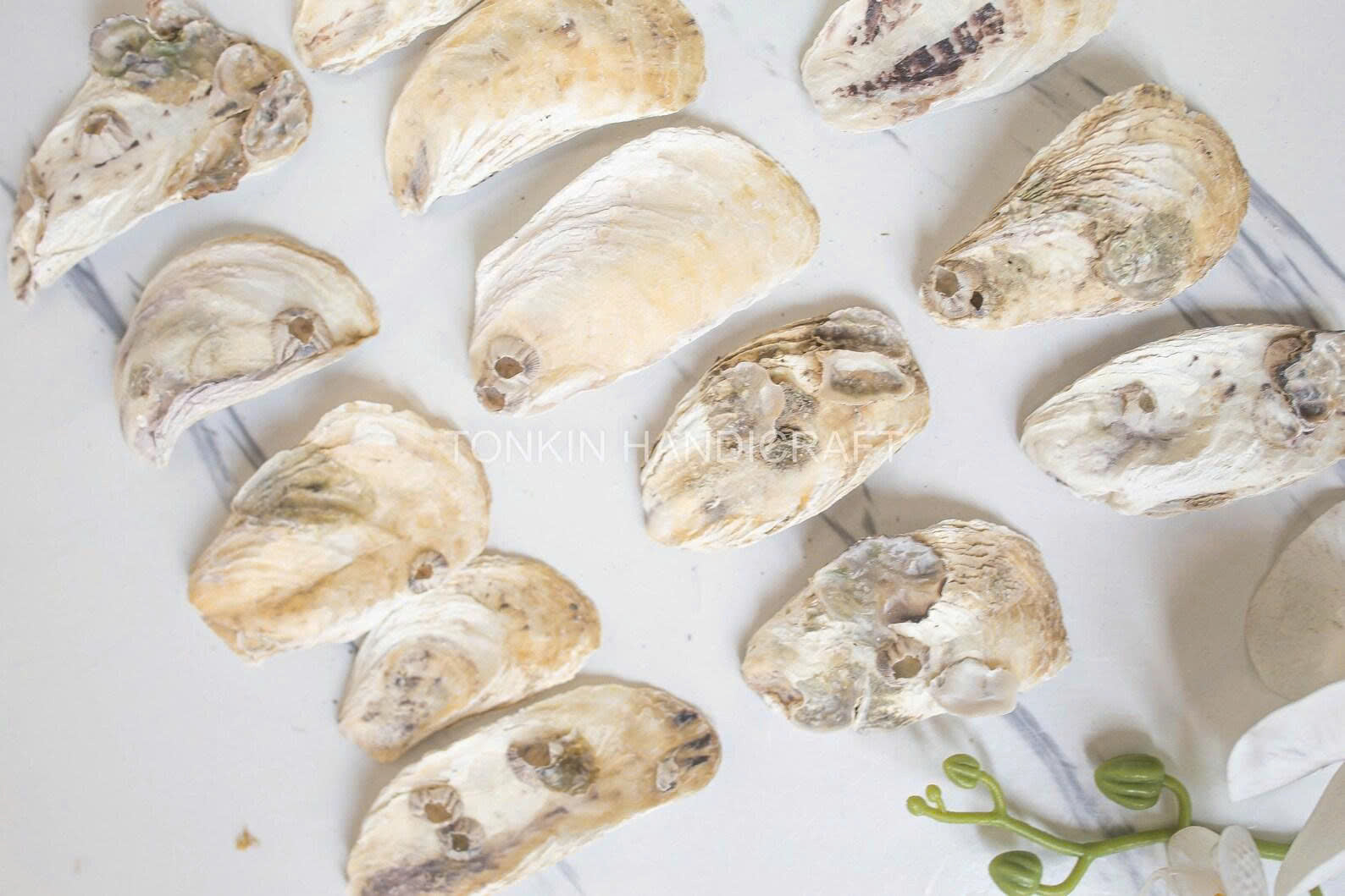 Bulk Flat Oyster Shell
