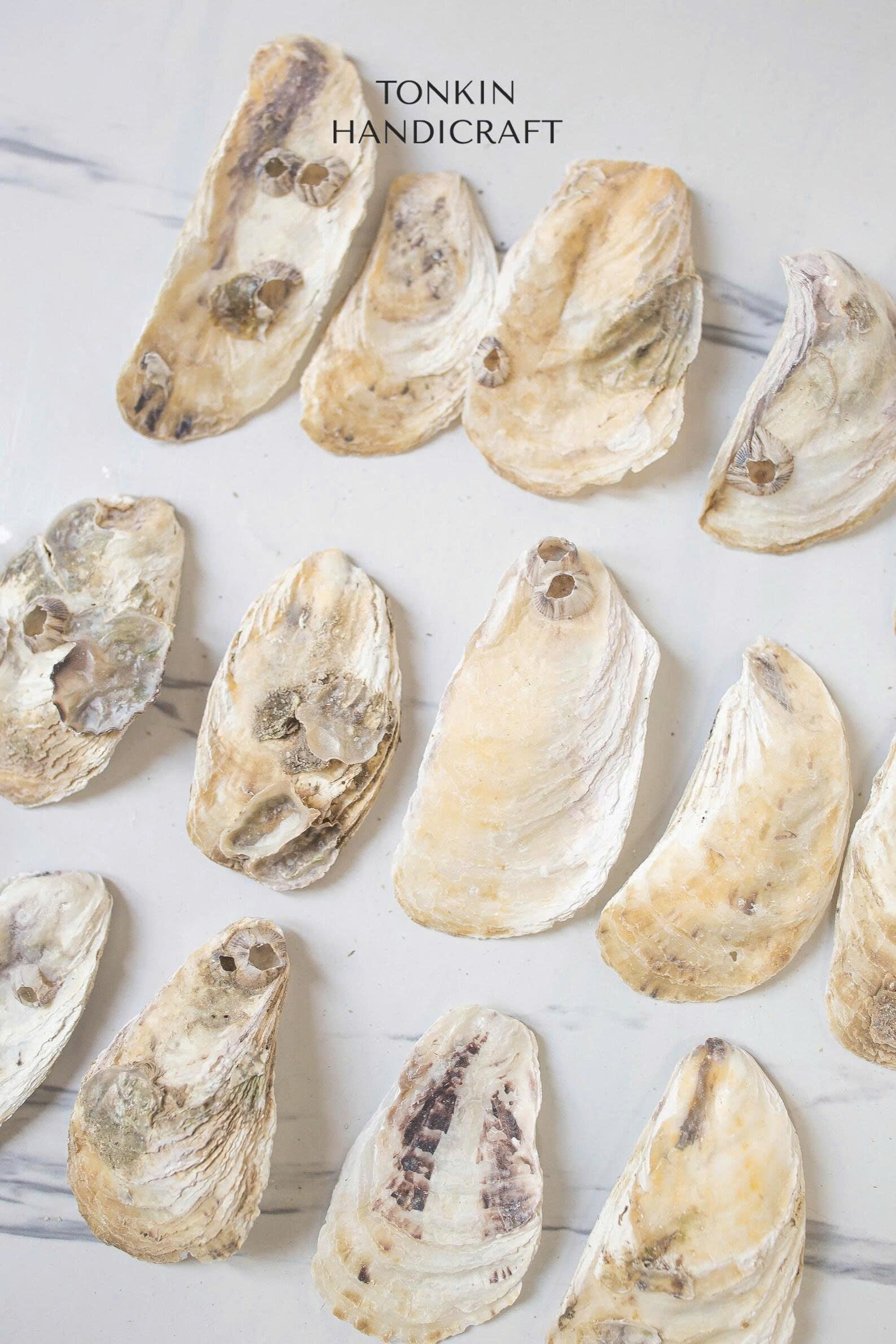 Bulk Flat Oyster Shell