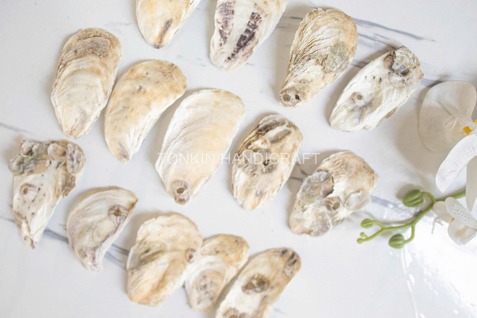 Bulk Flat Oyster Shell