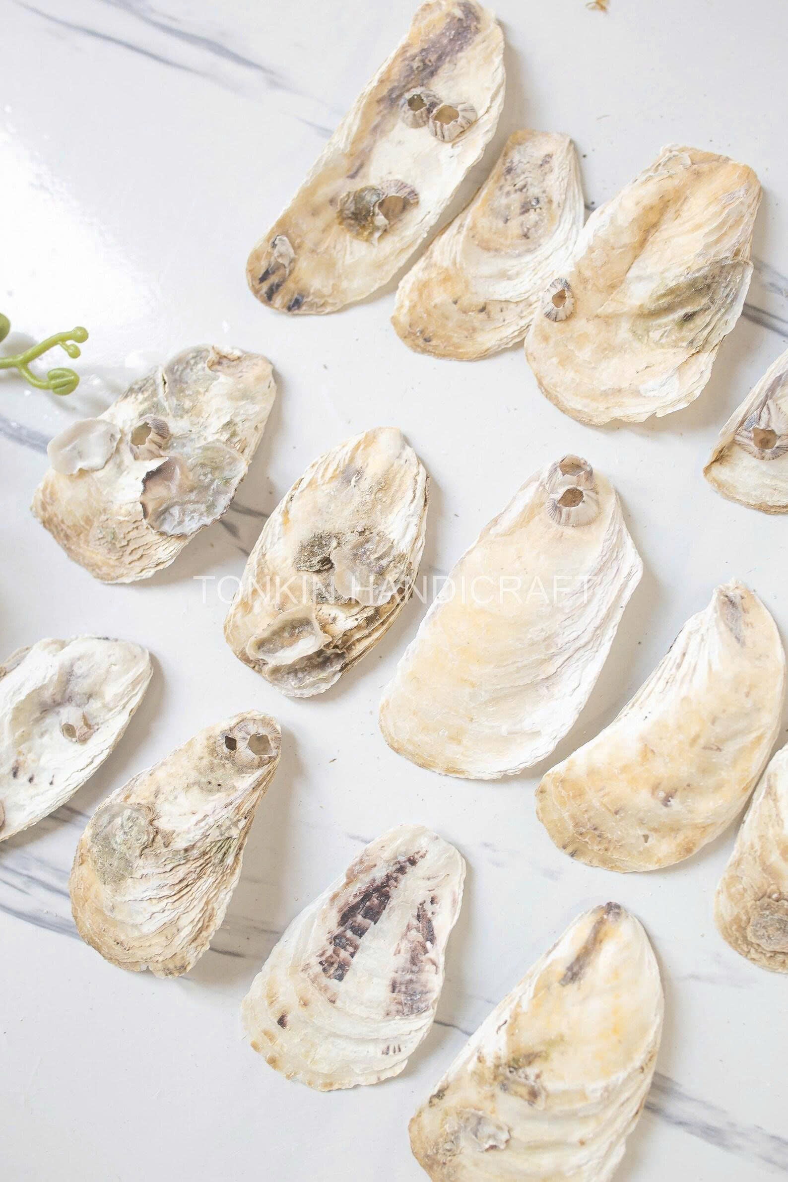 Bulk Flat Oyster Shell