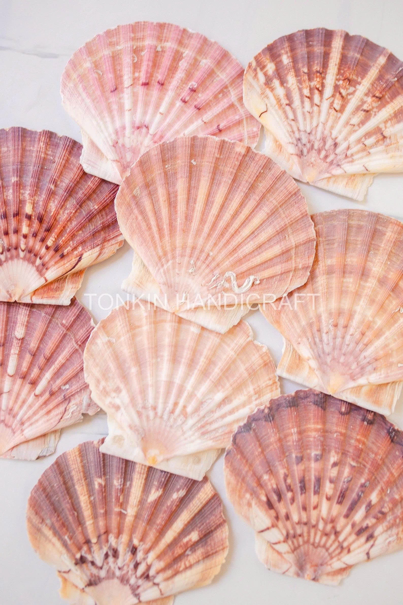 Bulk Natural Scallop Shells Craft