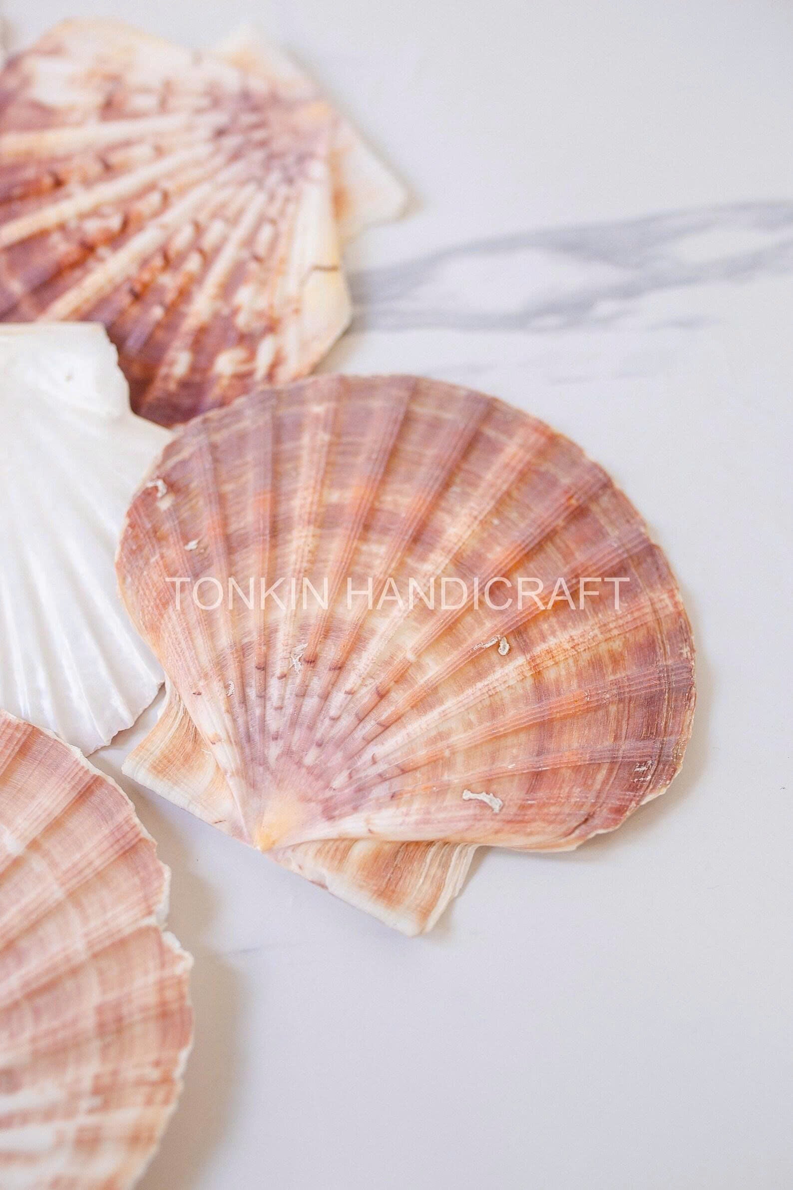 Bulk Natural Scallop Shells Craft