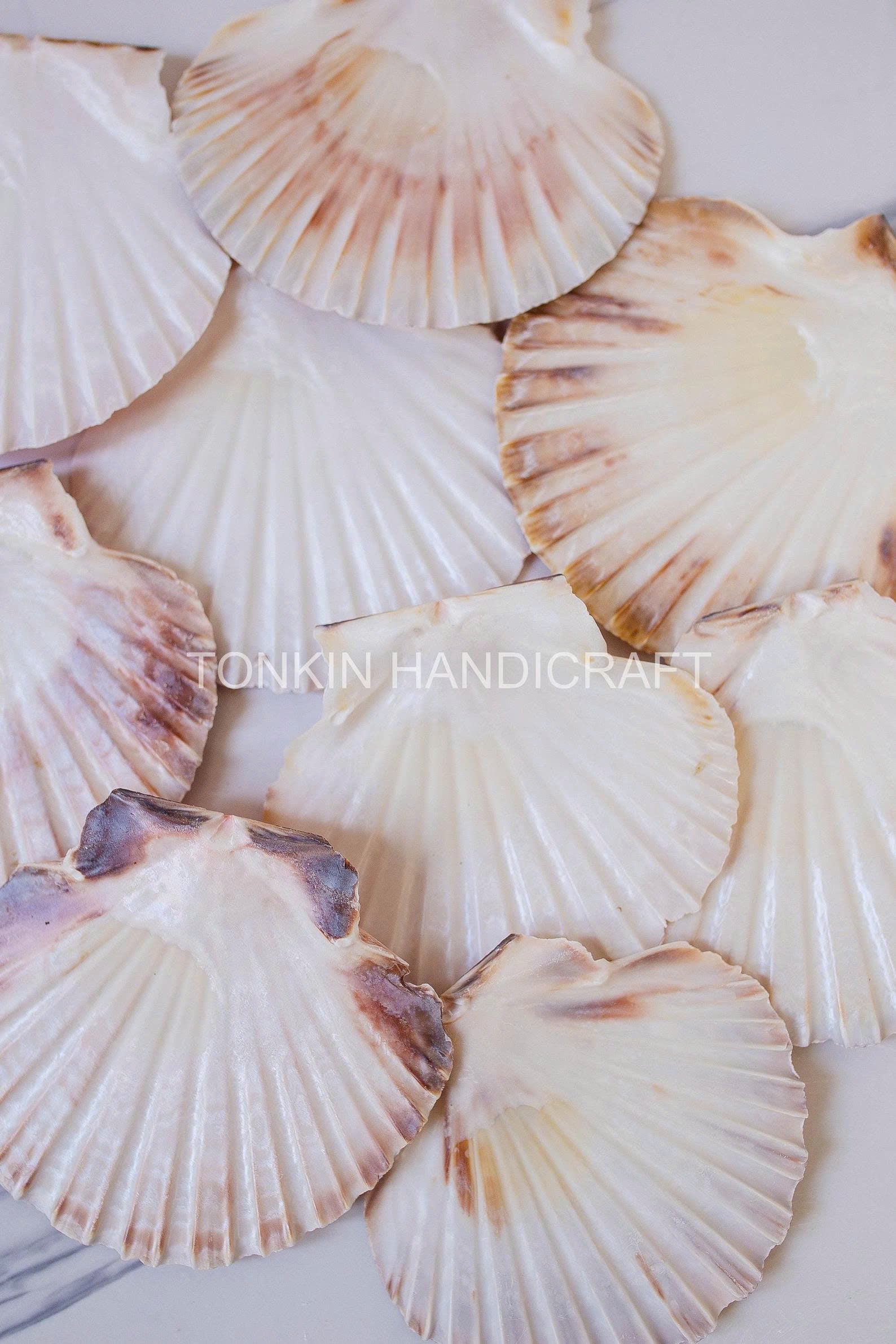 Bulk Natural Scallop Shells Craft