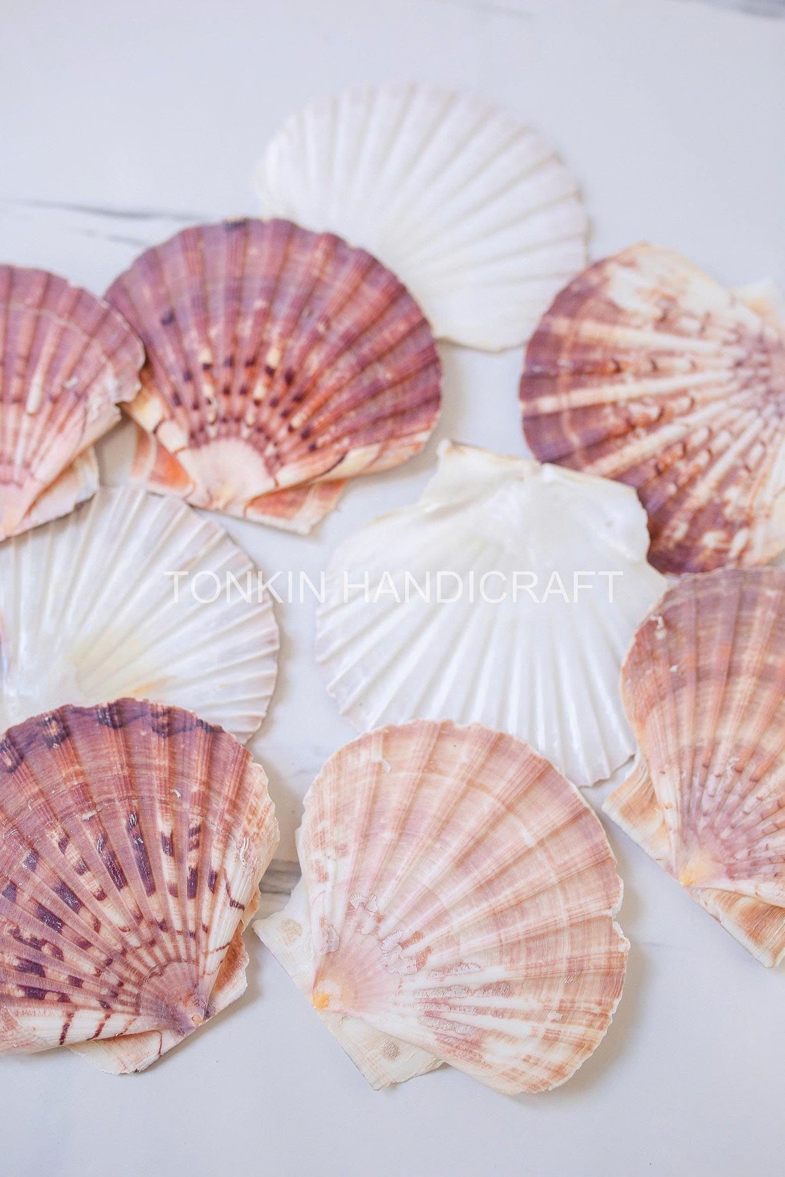 Bulk Natural Scallop Shells Craft