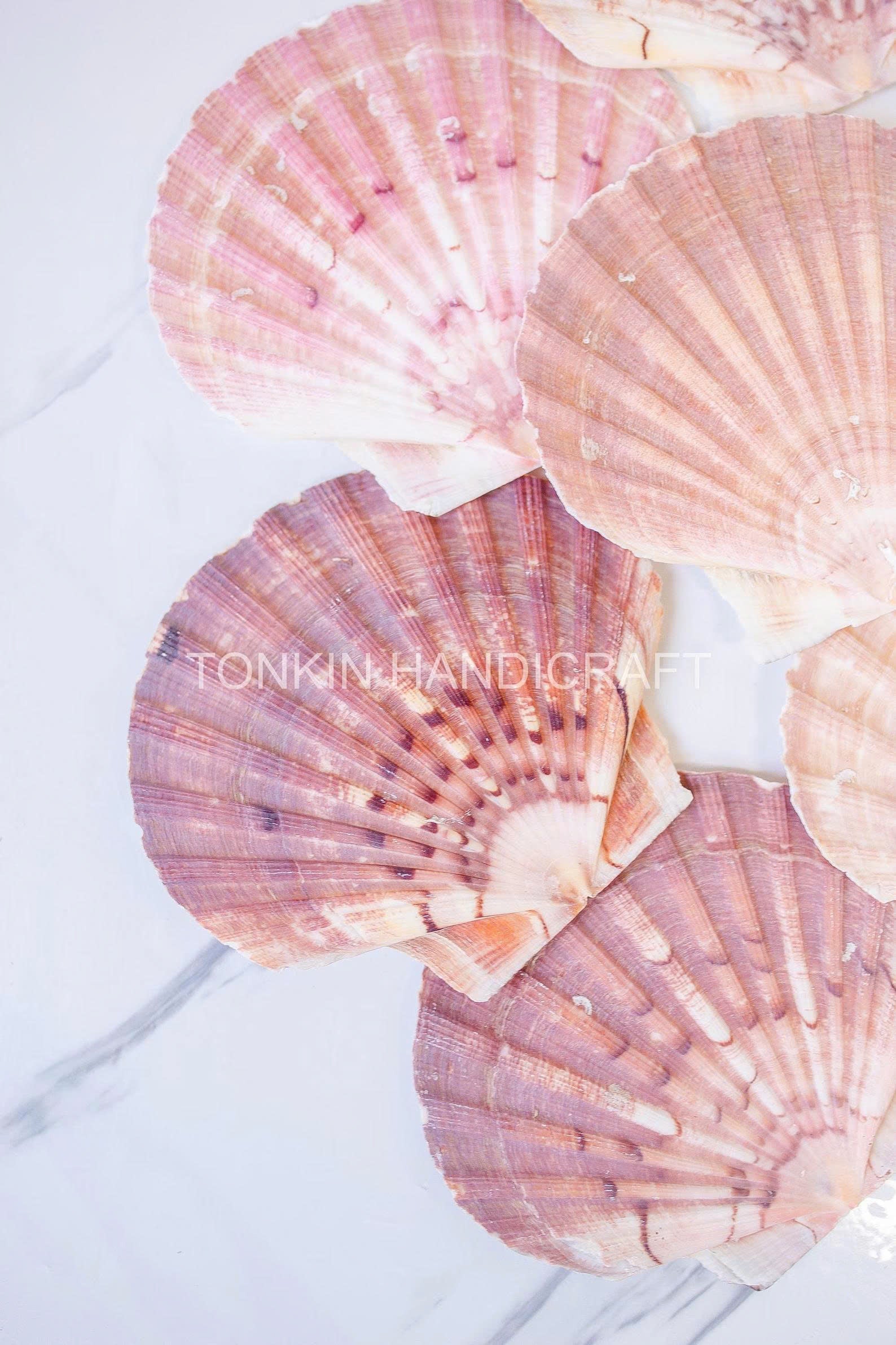 Bulk Natural Scallop Shells Craft