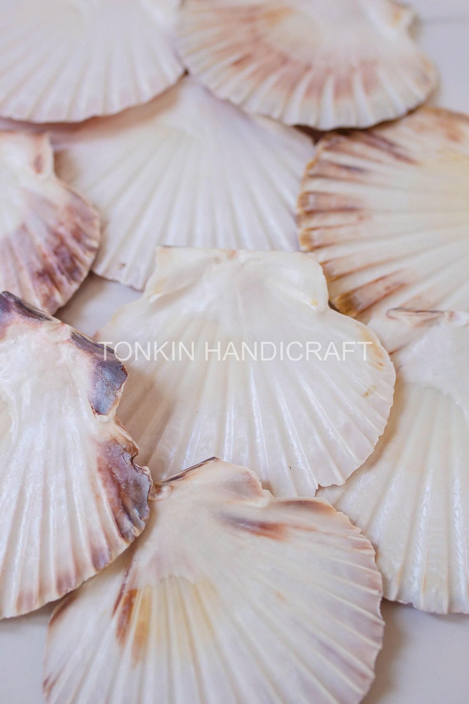 Bulk Natural Scallop Shells Craft