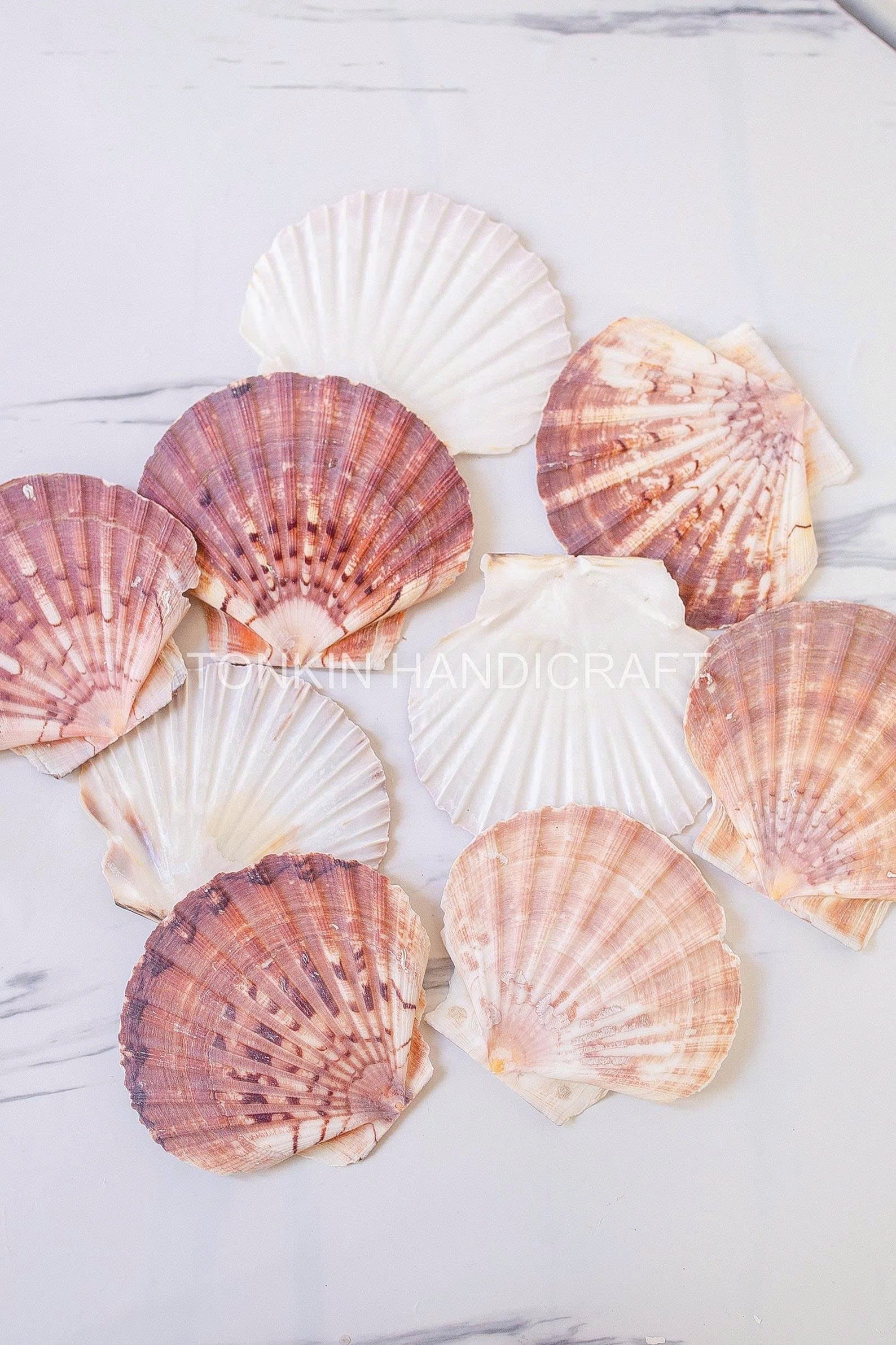 Bulk Natural Scallop Shells Craft