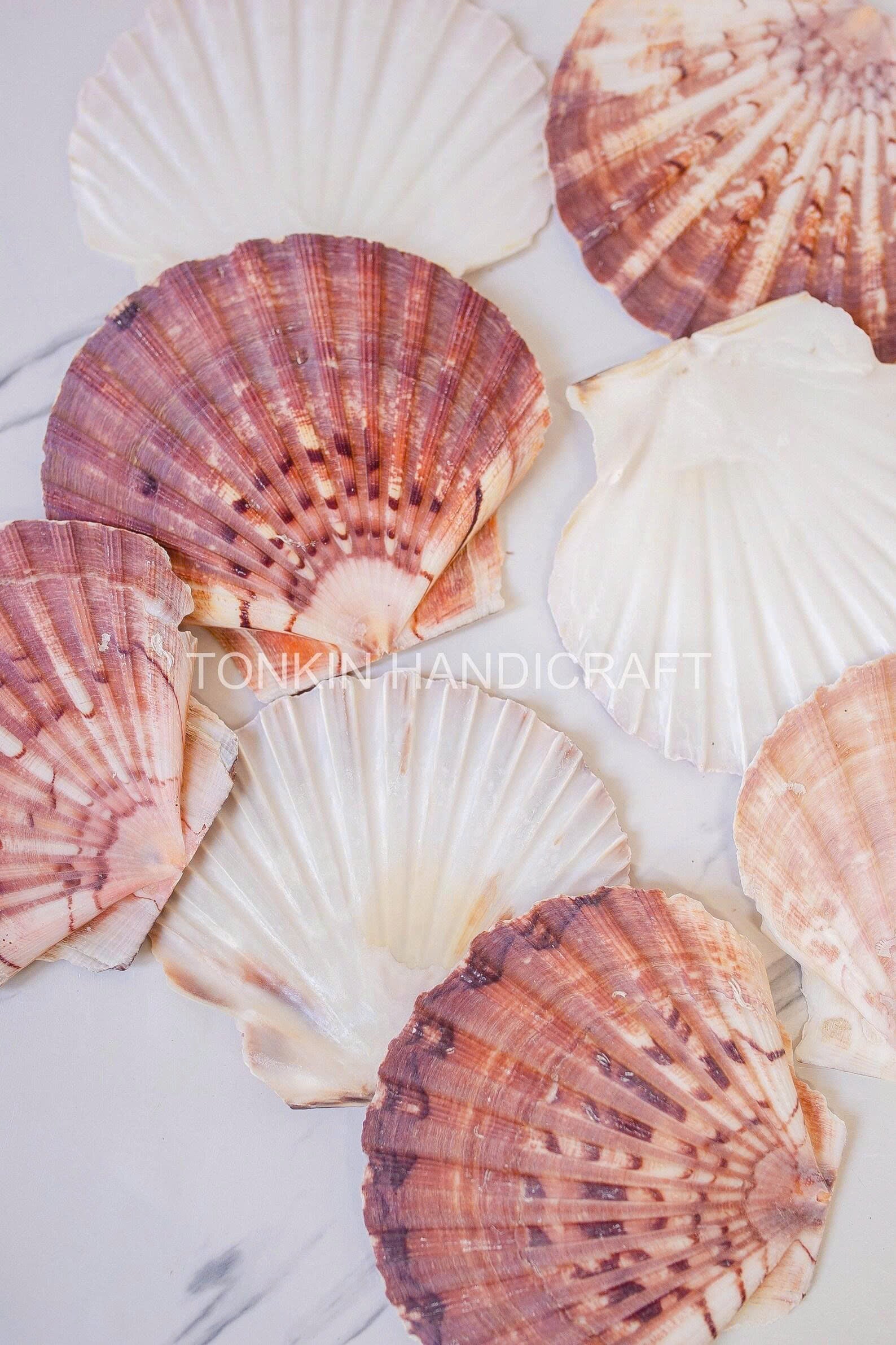 Bulk Natural Scallop Shells Craft