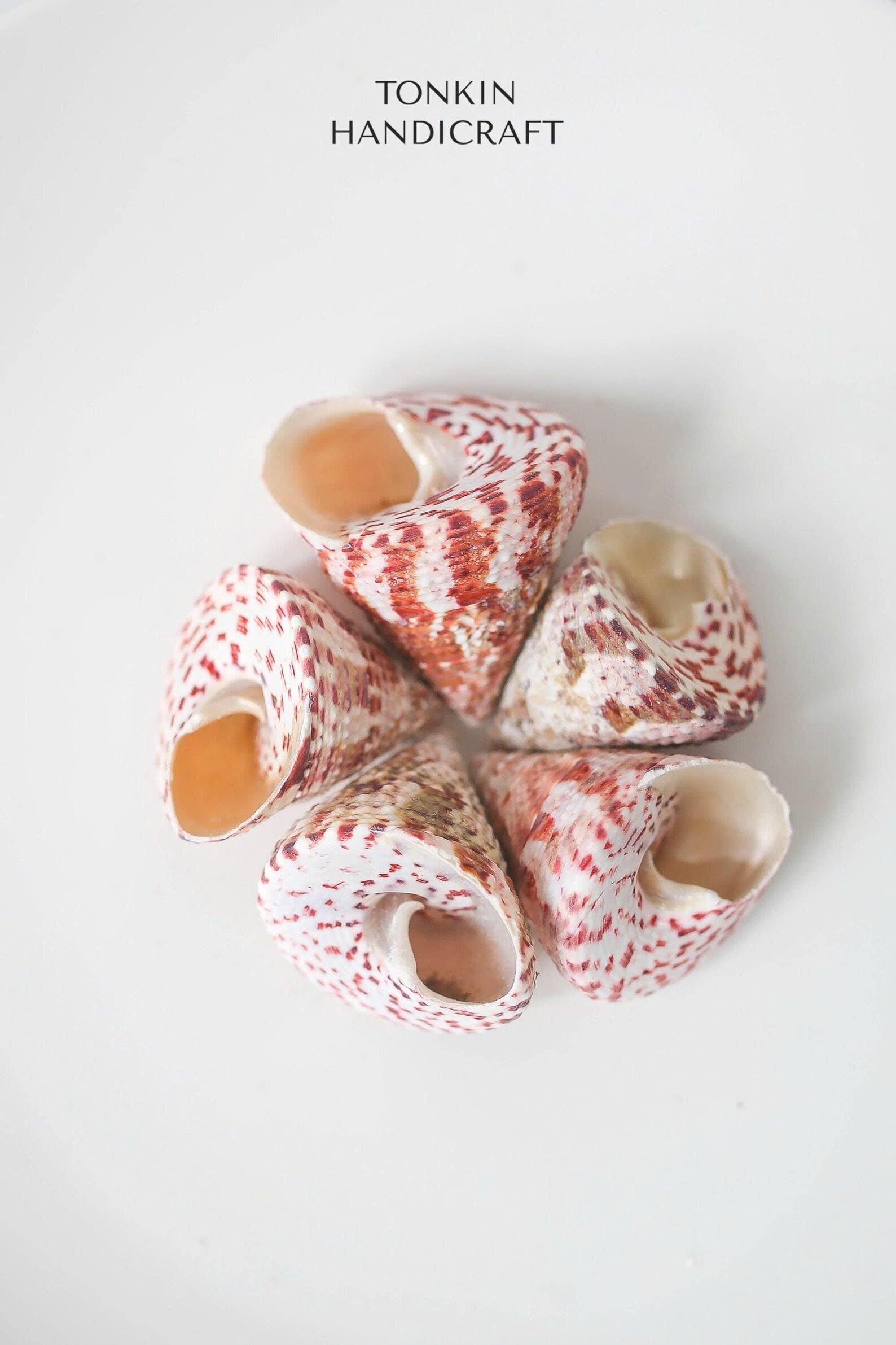 Bulk Tapestry Turban Shells Craft