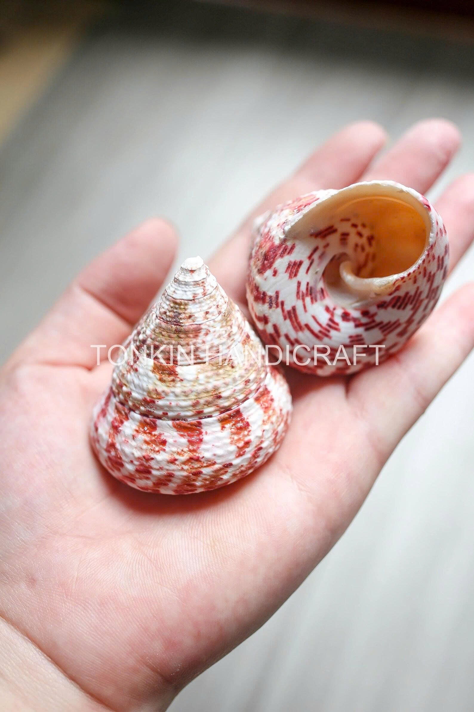 Bulk Tapestry Turban Shells Craft