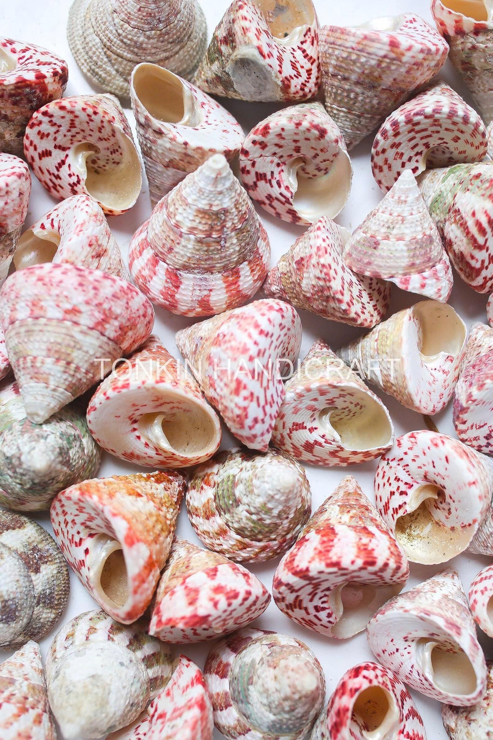 Bulk Tapestry Turban Shells Craft