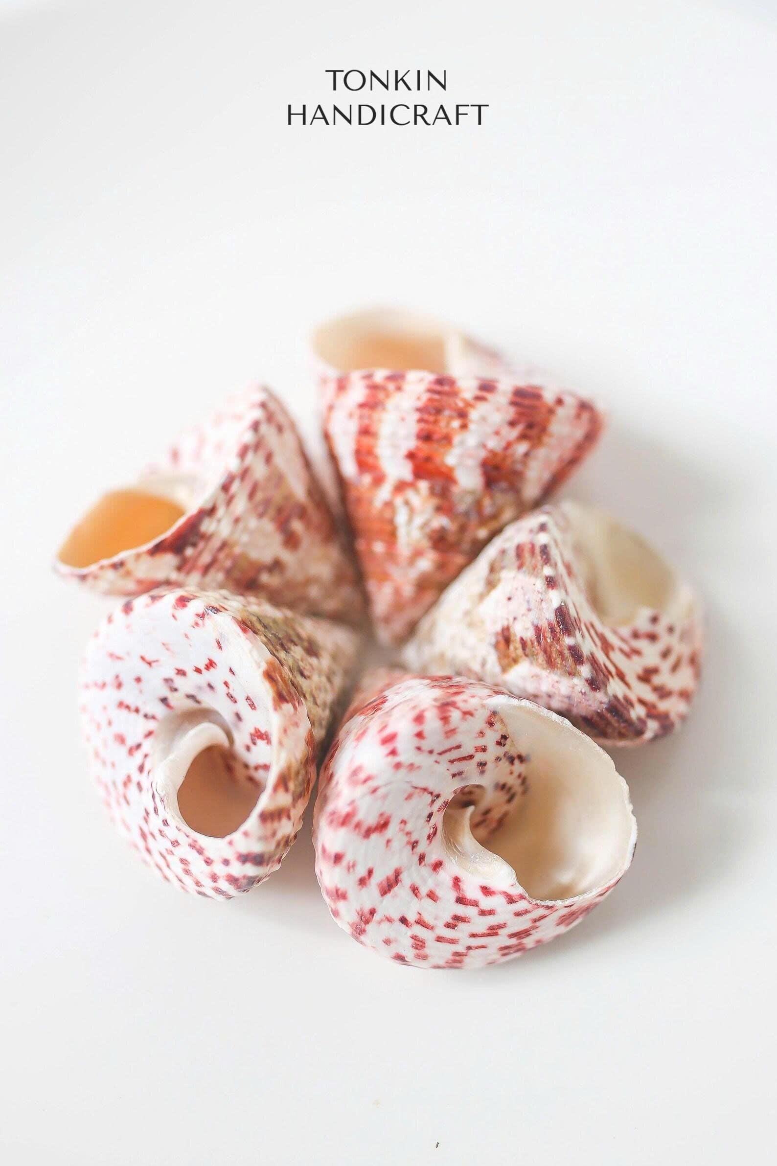 Bulk Tapestry Turban Shells Craft