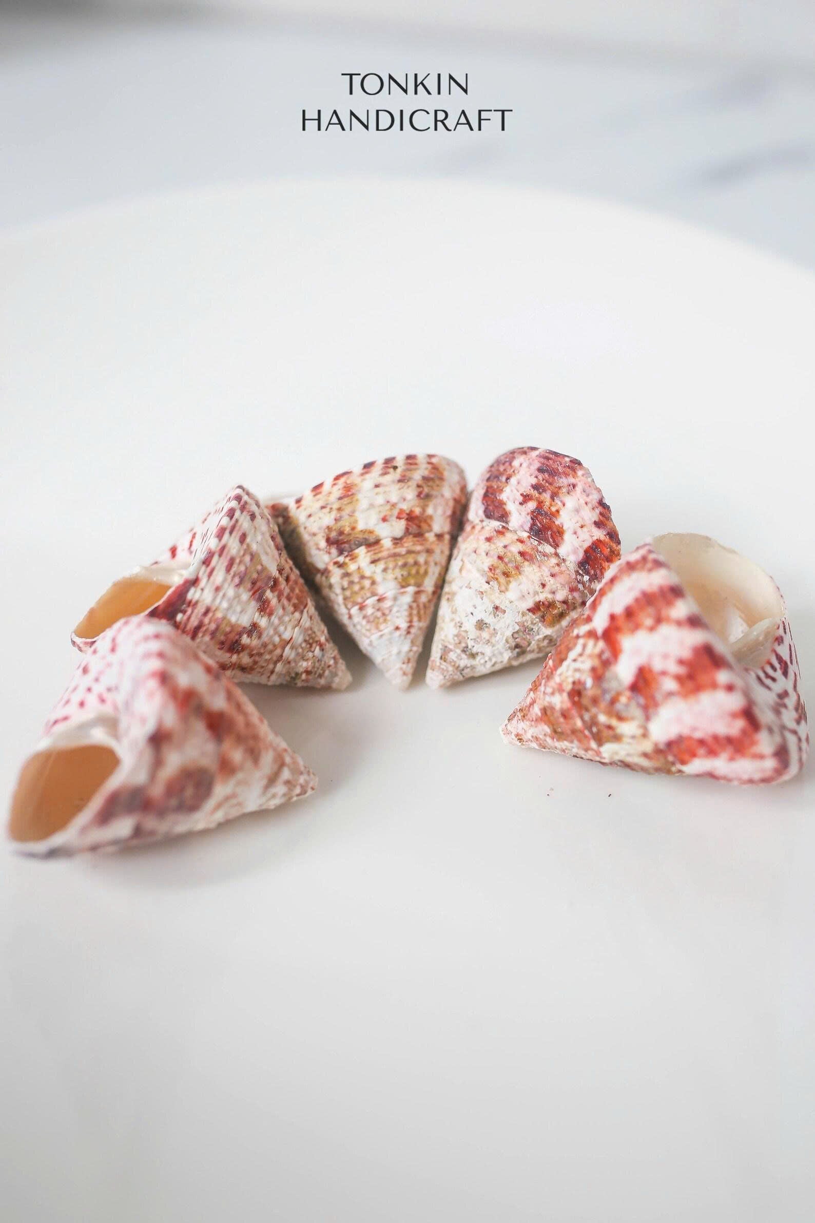 Bulk Tapestry Turban Shells Craft