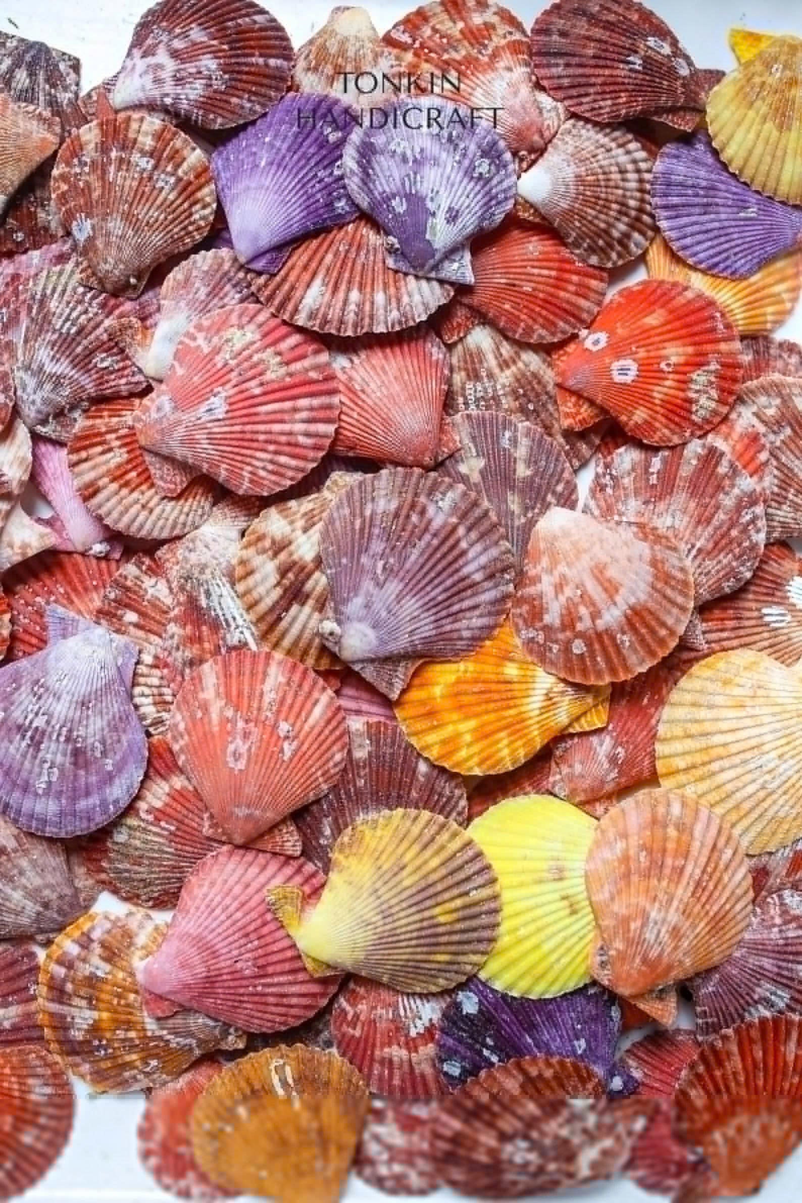 Bulk Natural Pectin Shells Craft