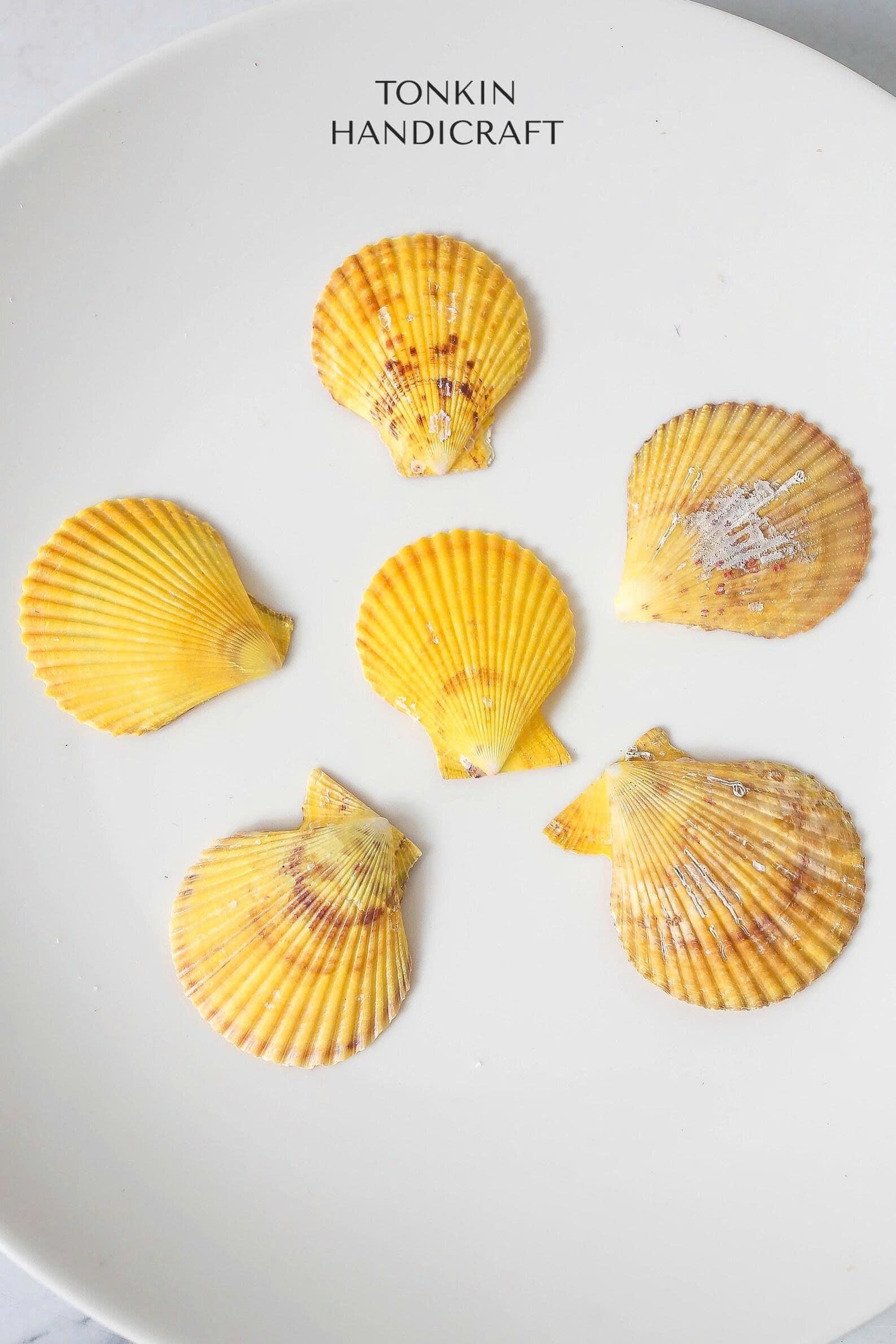 Bulk Natural Pectin Shells Craft