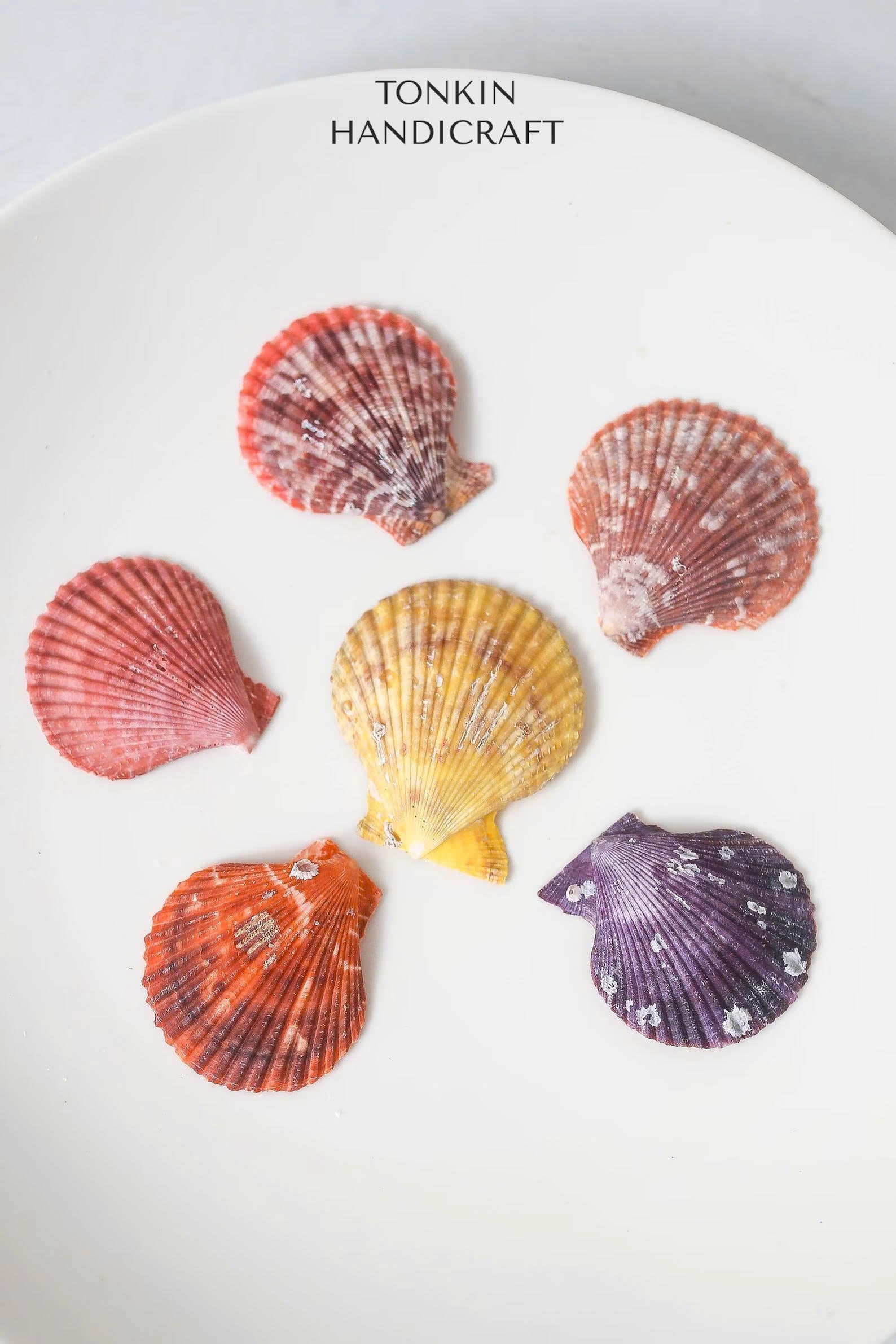 Bulk Natural Pectin Shells Craft