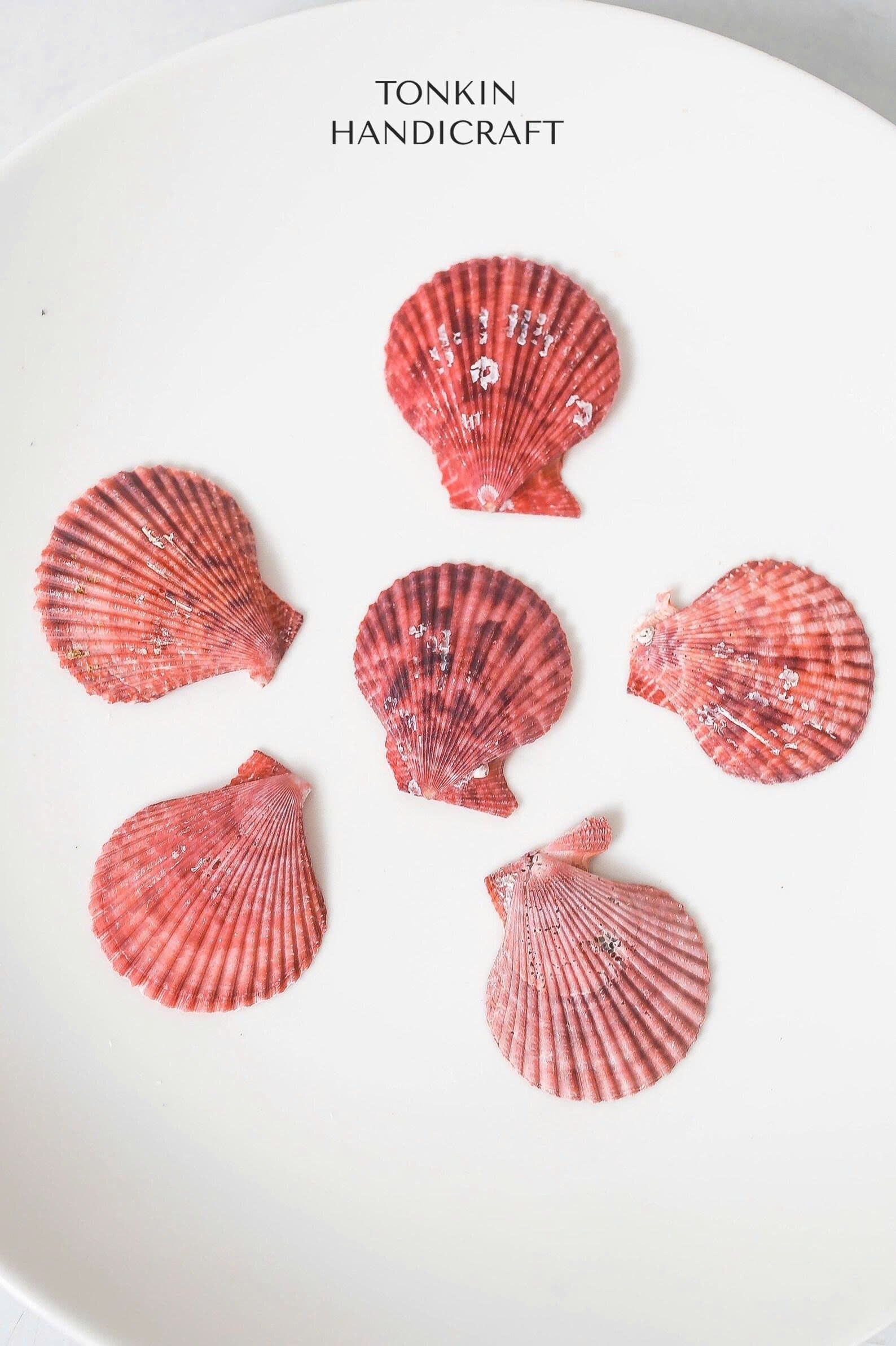 Bulk Natural Pectin Shells Craft