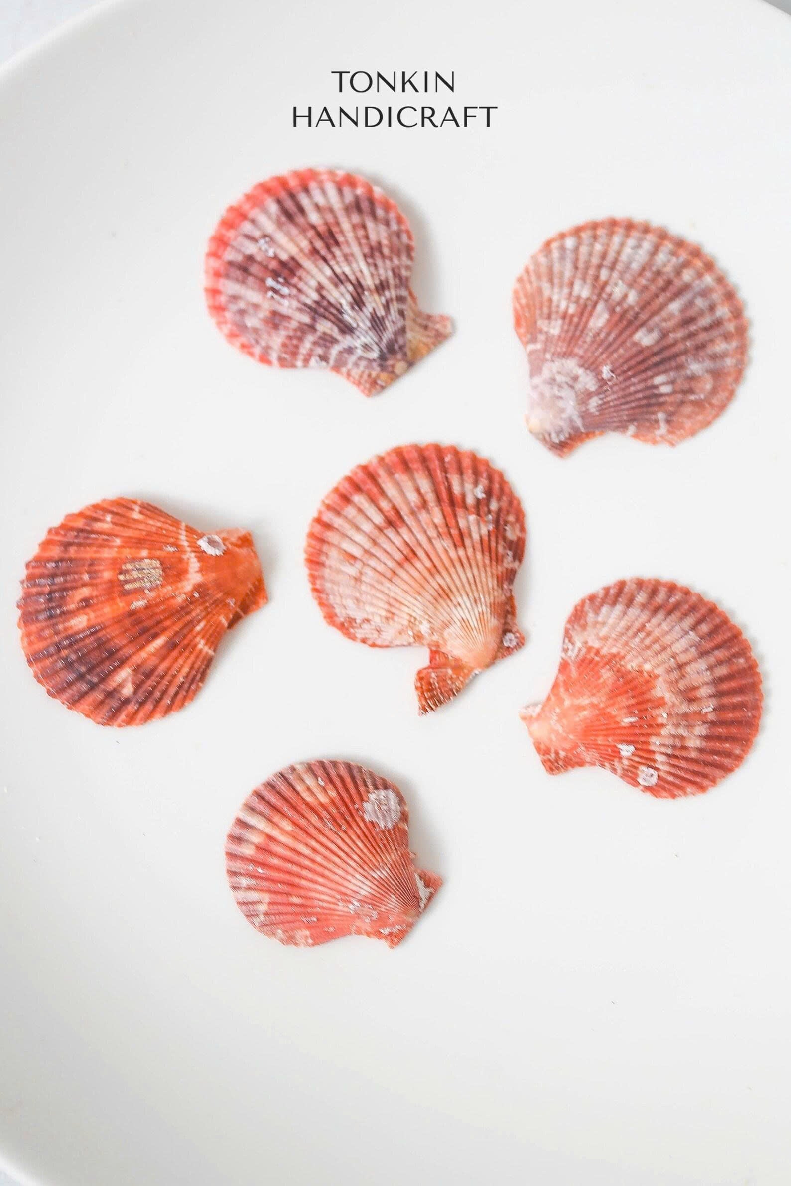 Bulk Natural Pectin Shells Craft