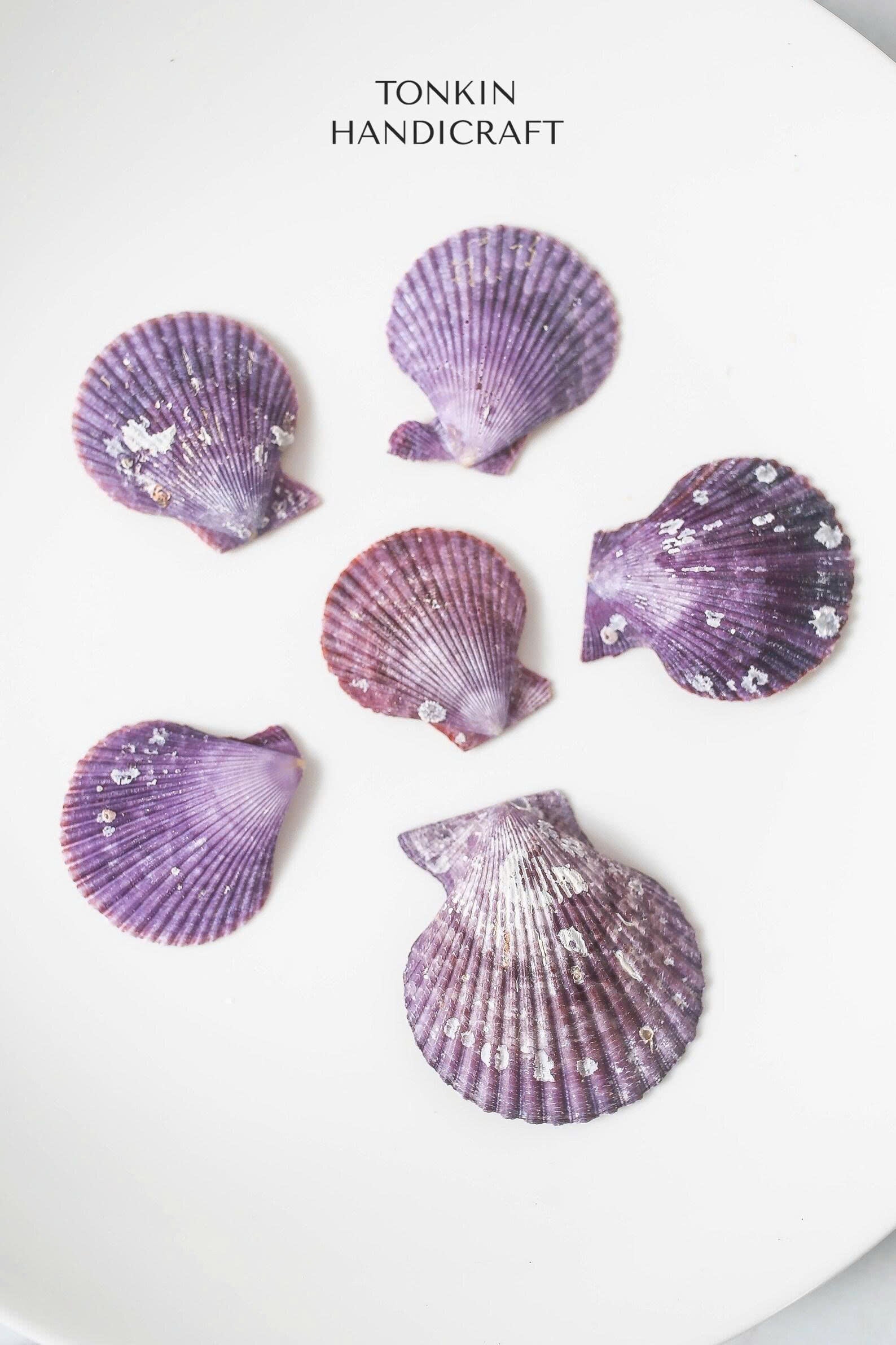 Bulk Natural Pectin Shells Craft