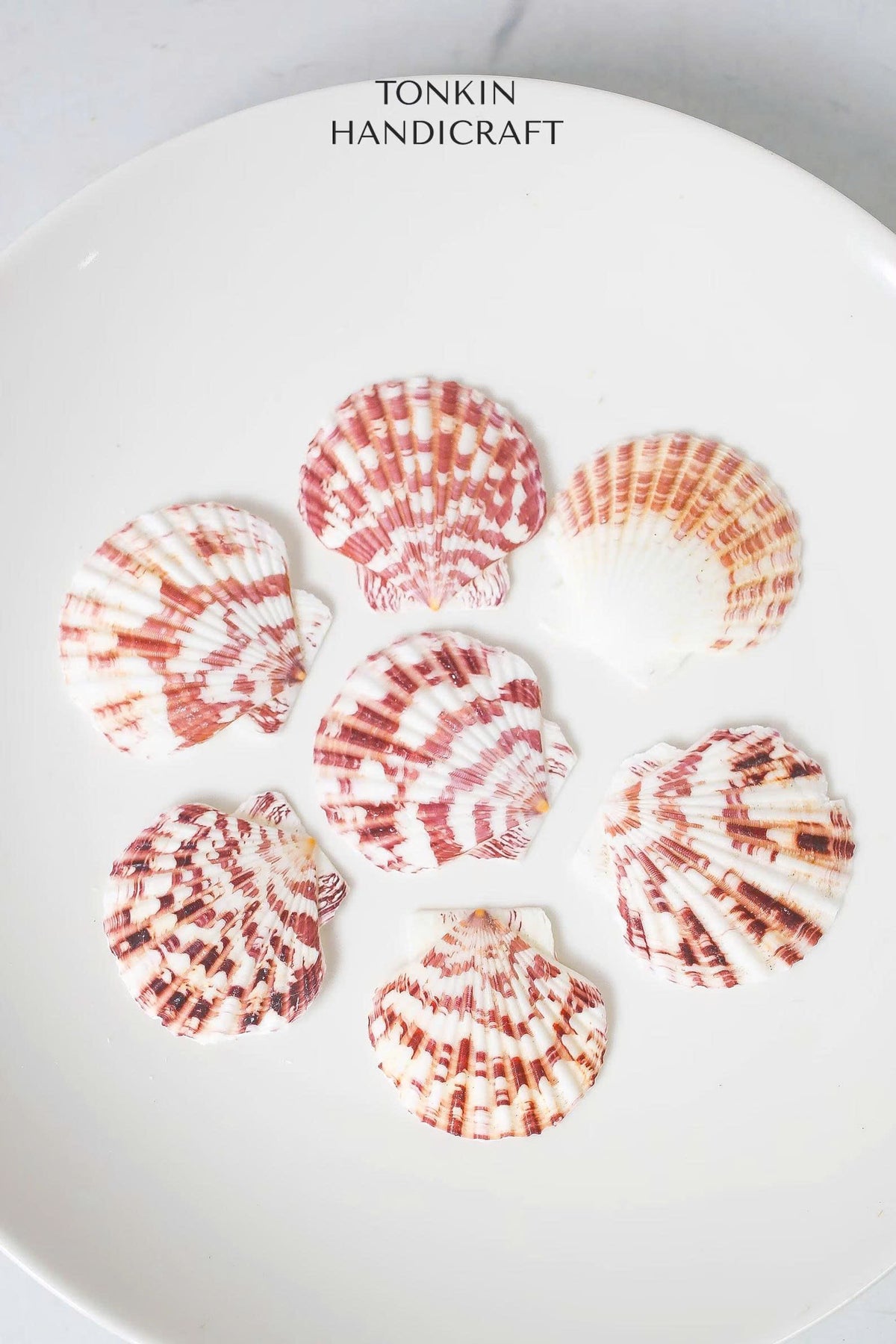 Bulk Pink Cockle Shell Craft — TONKIN HANDICRAFT